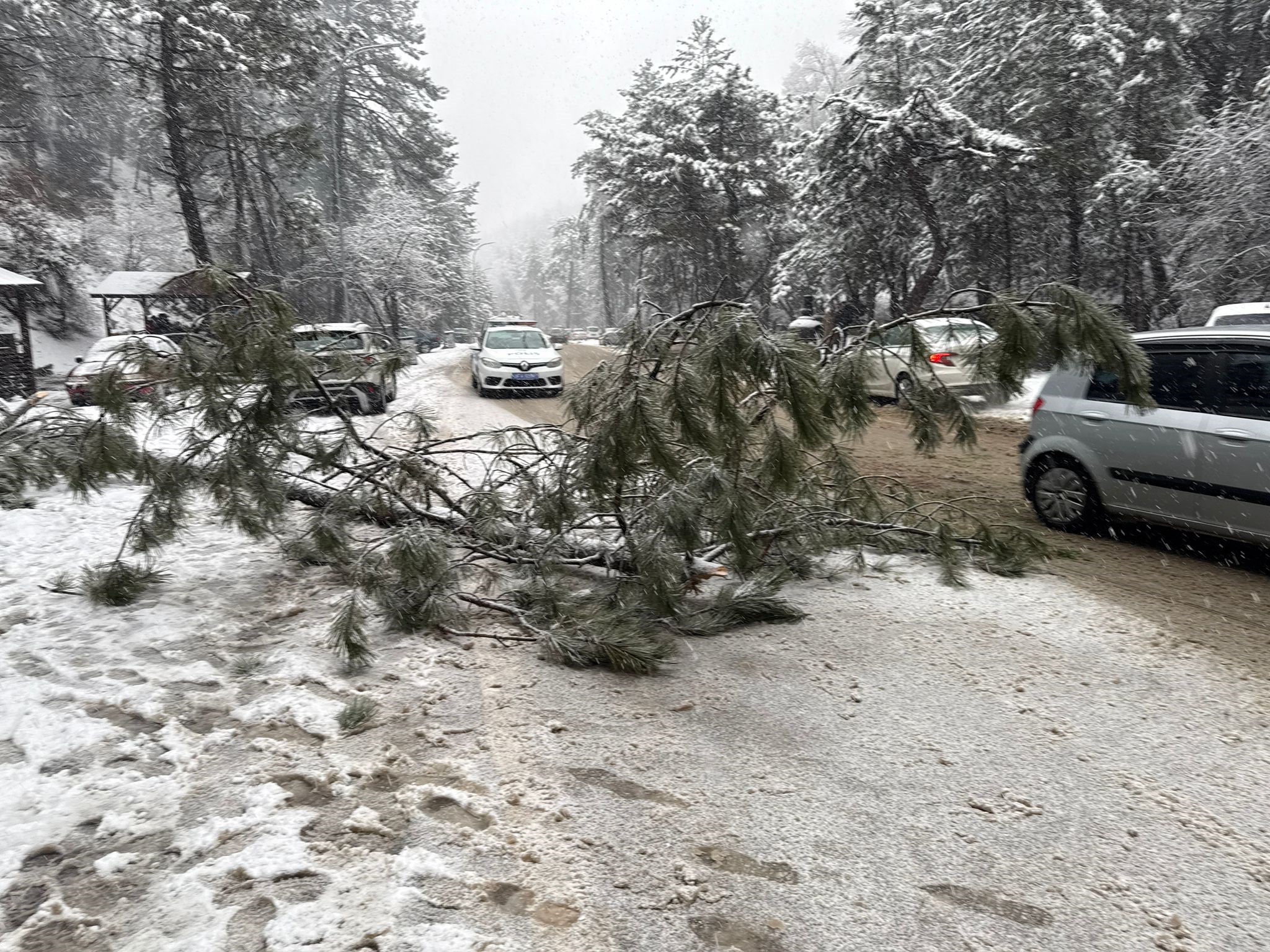 Kızılcahamam’da yoğun kar nedeniyle çam ağacı yola devrildi - 3