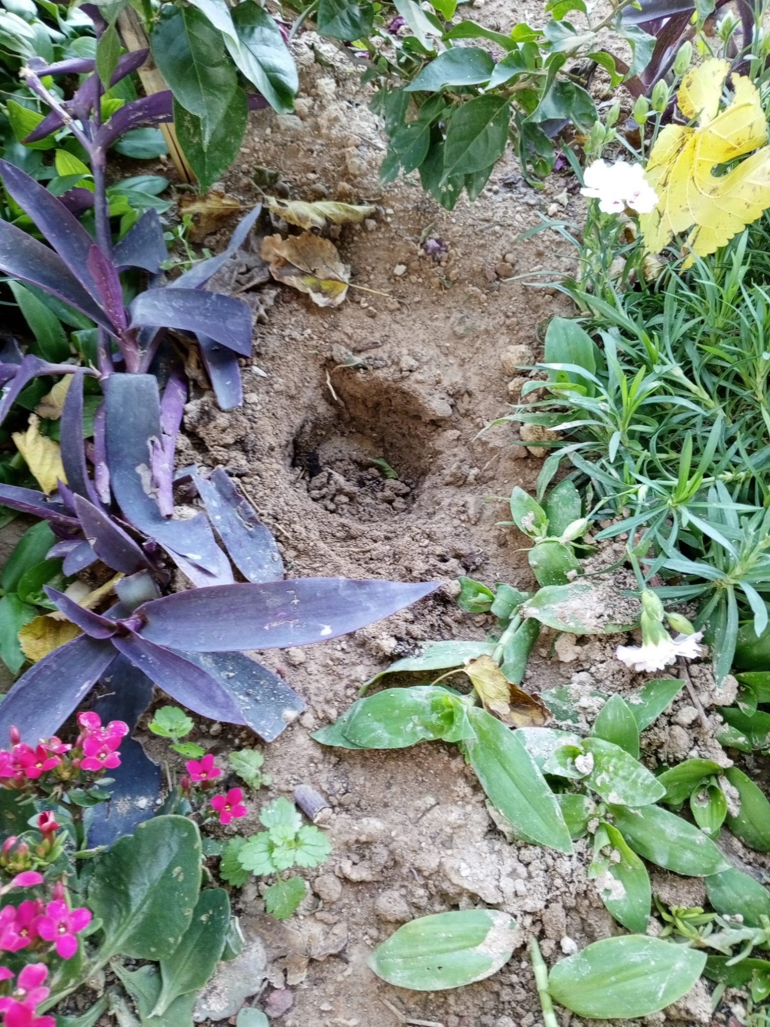 Torbacıların Yeni Adresi Mezarlık Oldu - 3