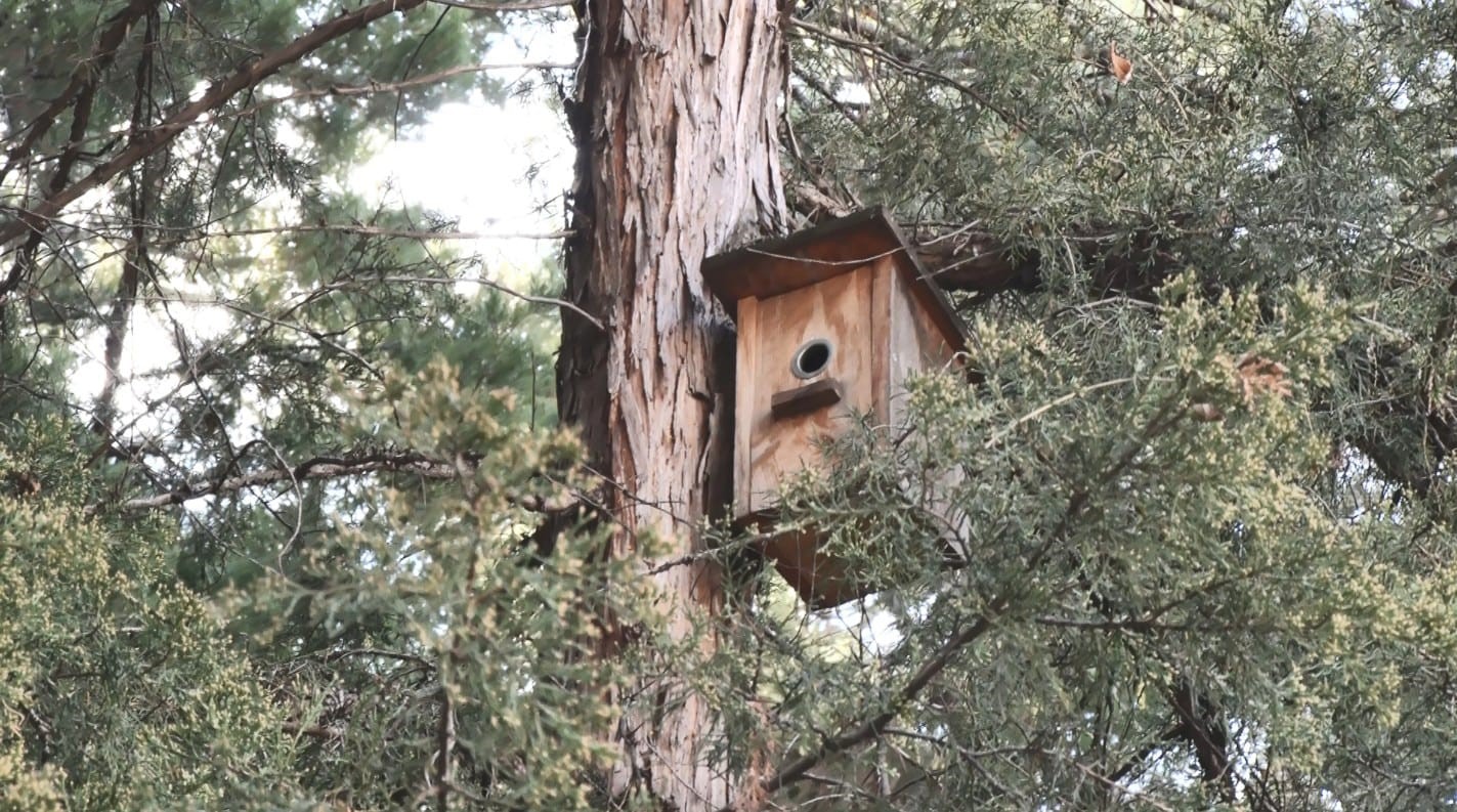 Yeşil papağanlar Ankara’ya uyum sağladı - 5