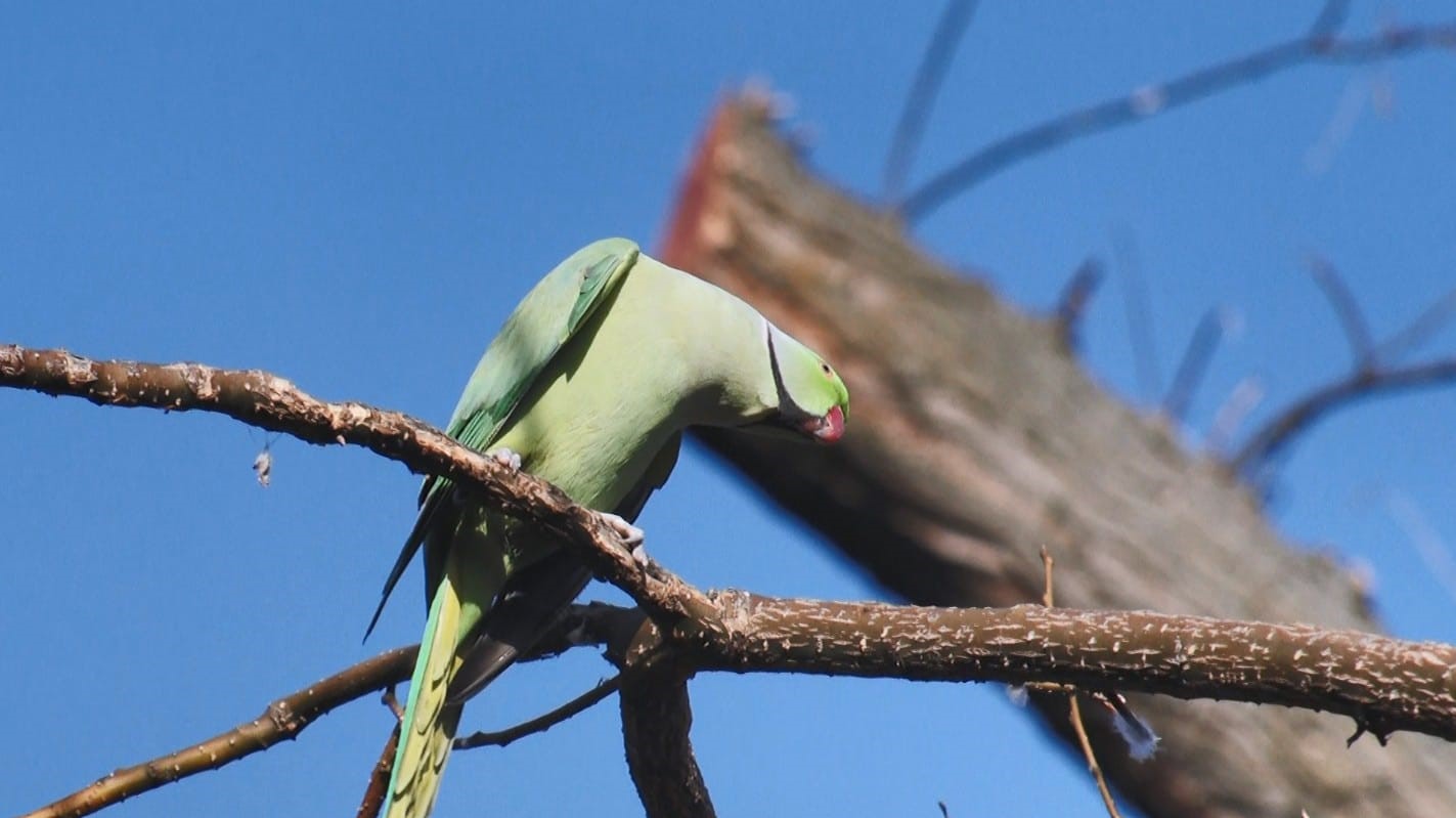 Yeşil papağanlar Ankara’ya uyum sağladı - 4