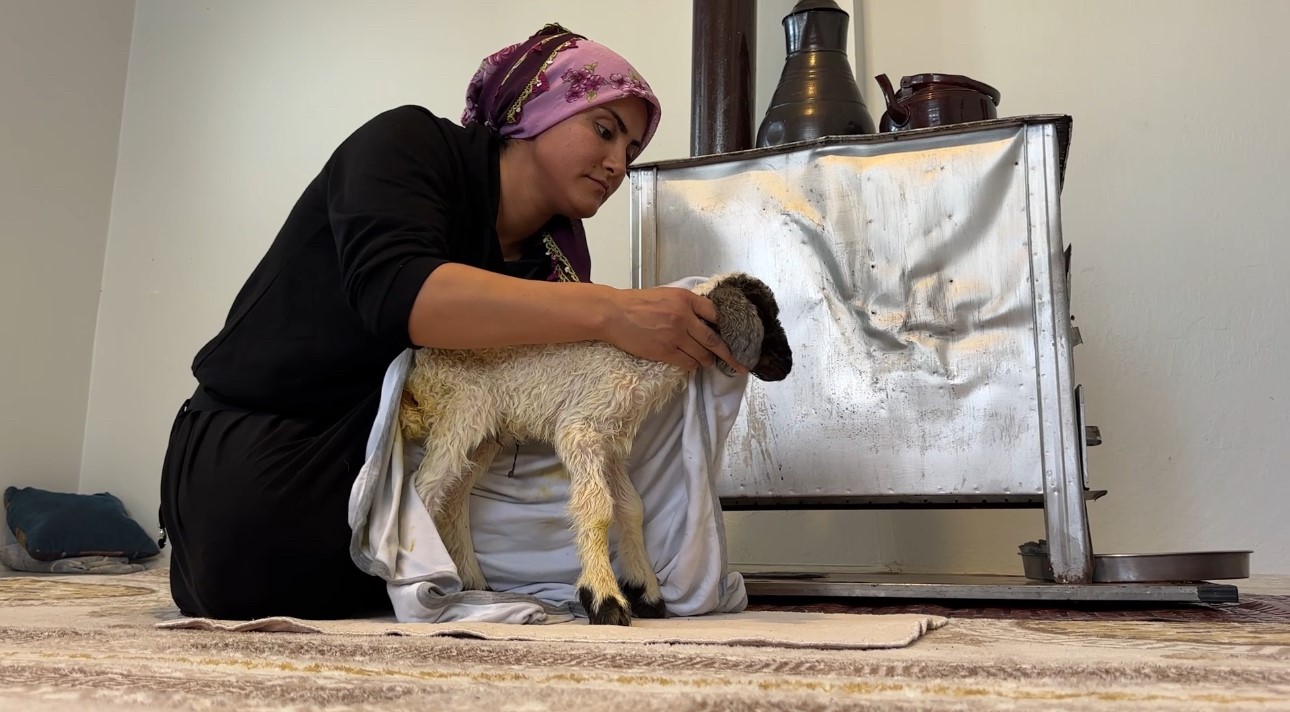 Annesiz kuzu “Umut” ailenin dördüncü çocuğu oldu - 3