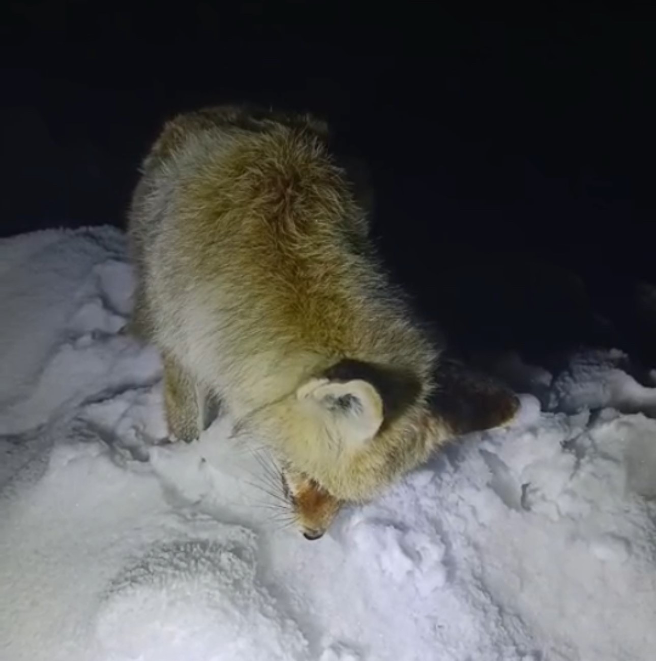 Soğuğa dayanamayan tilki ayakta dondu - 4