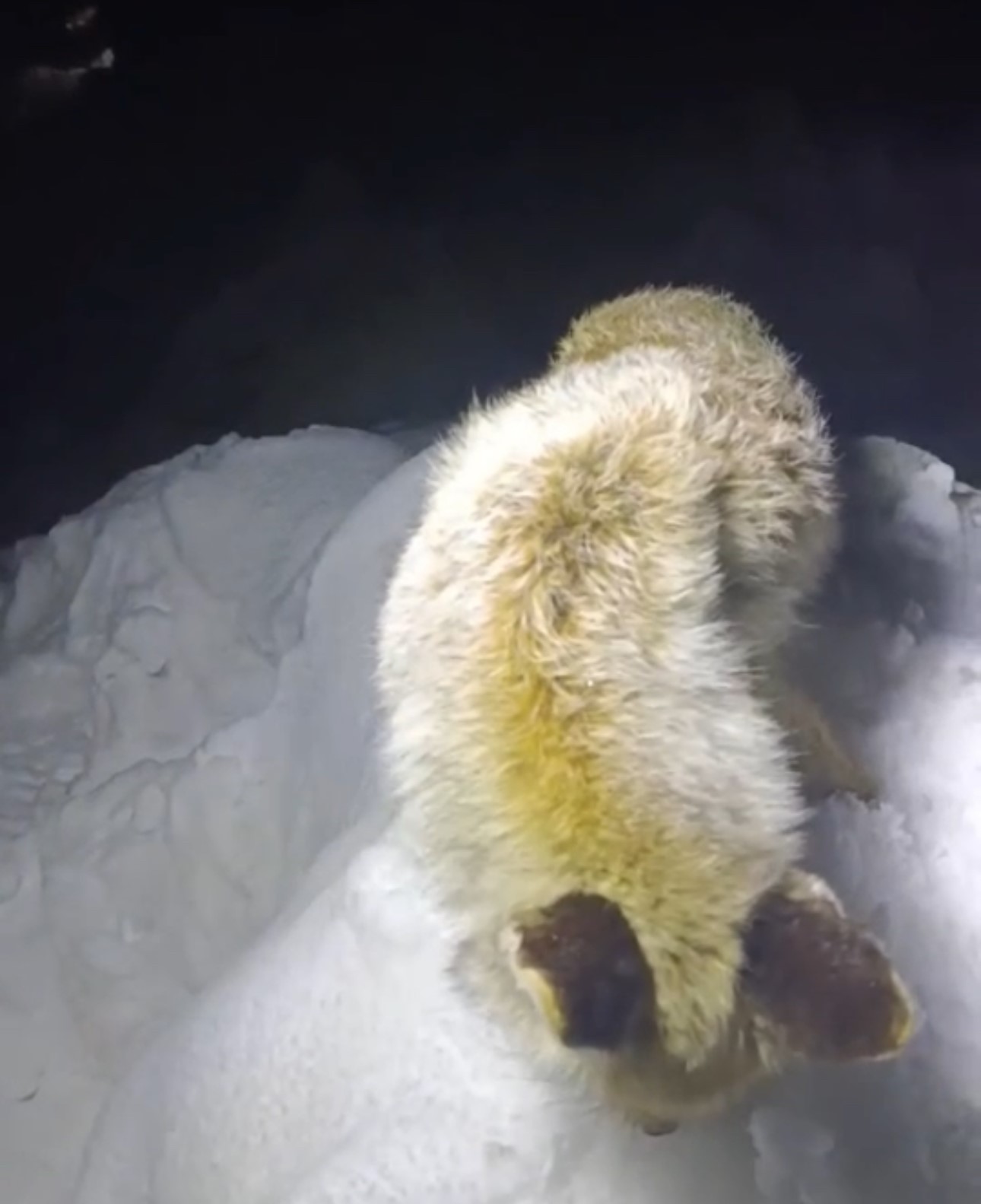 Soğuğa dayanamayan tilki ayakta dondu - 3