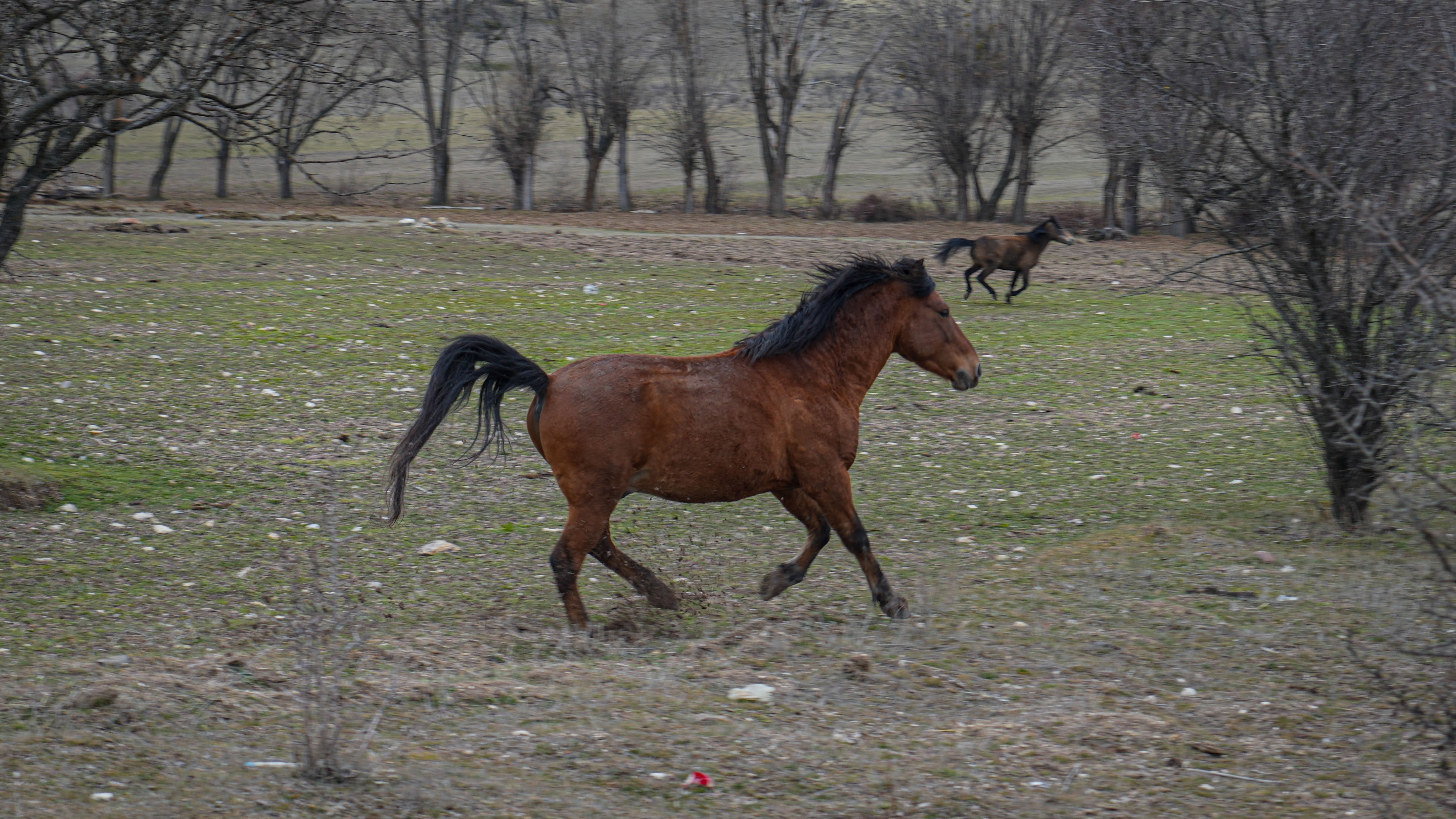 Ankara’da yılkı atları görüntülendi - 4