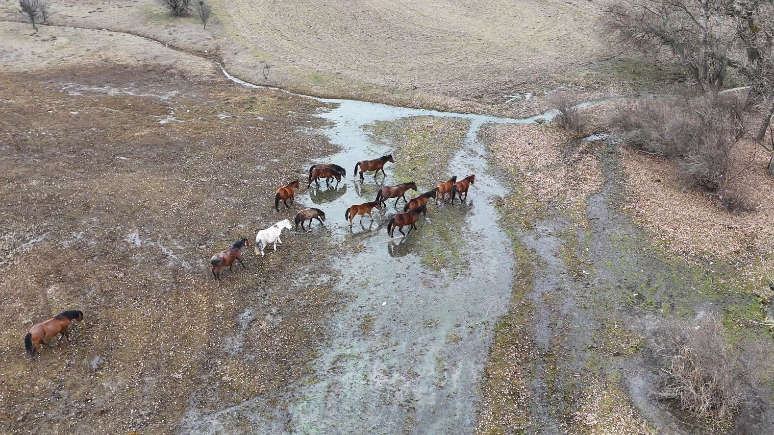 Ankara’da yılkı atları görüntülendi - 3
