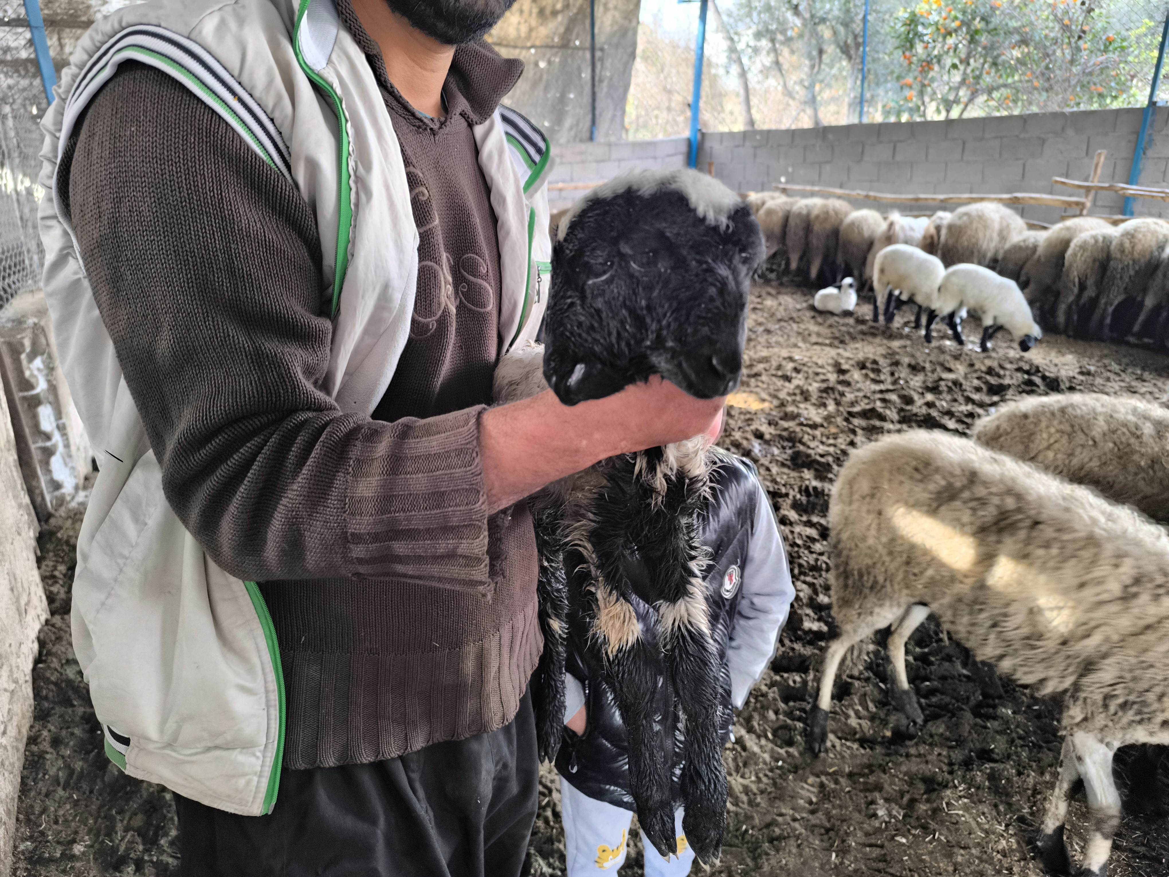 Hatay’da çift başlı doğan kuzu yaşama tutundu - 3