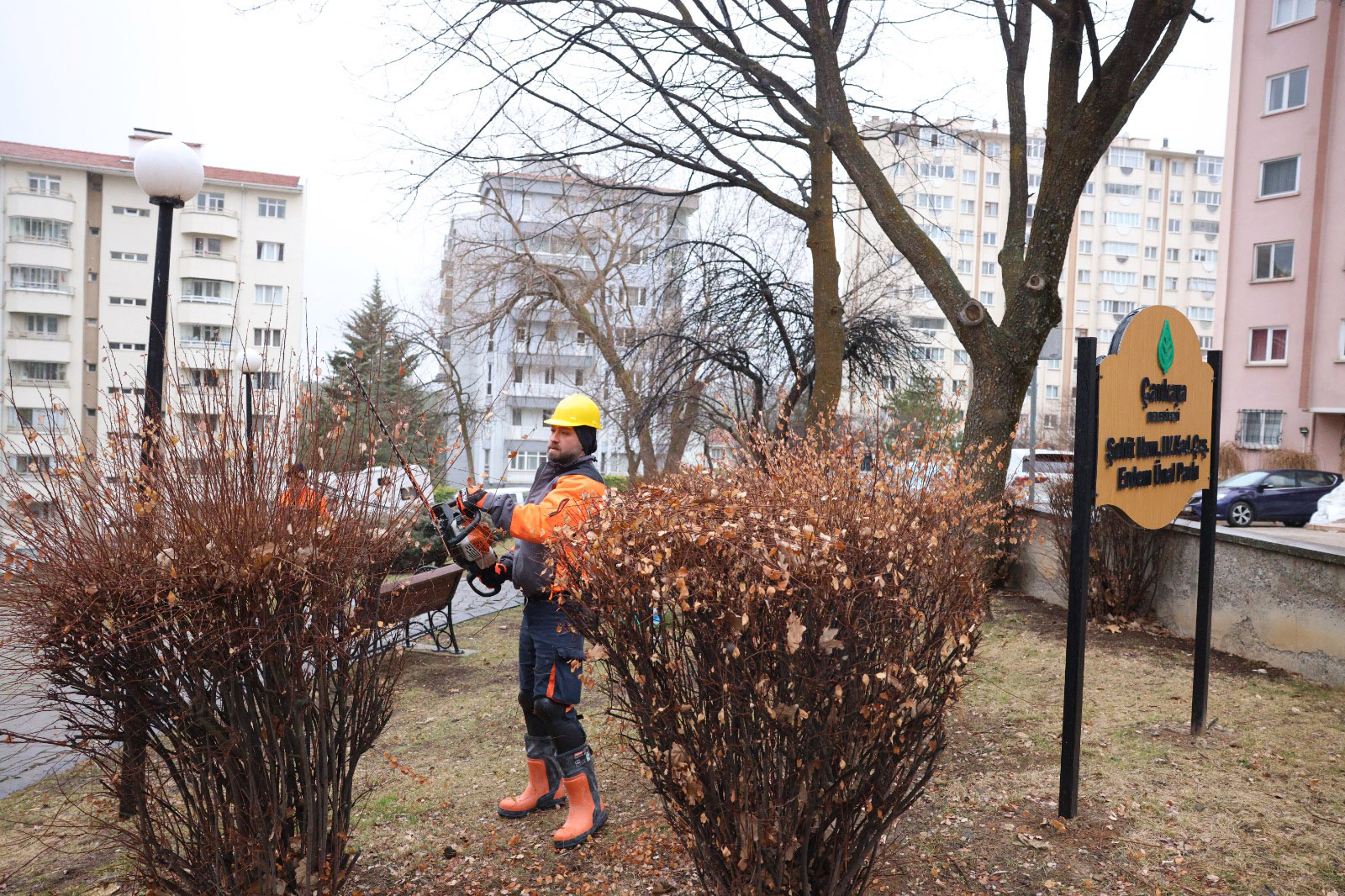 Çankaya’da Park Ve Sokaklarda Budama Çalışmaları (4)