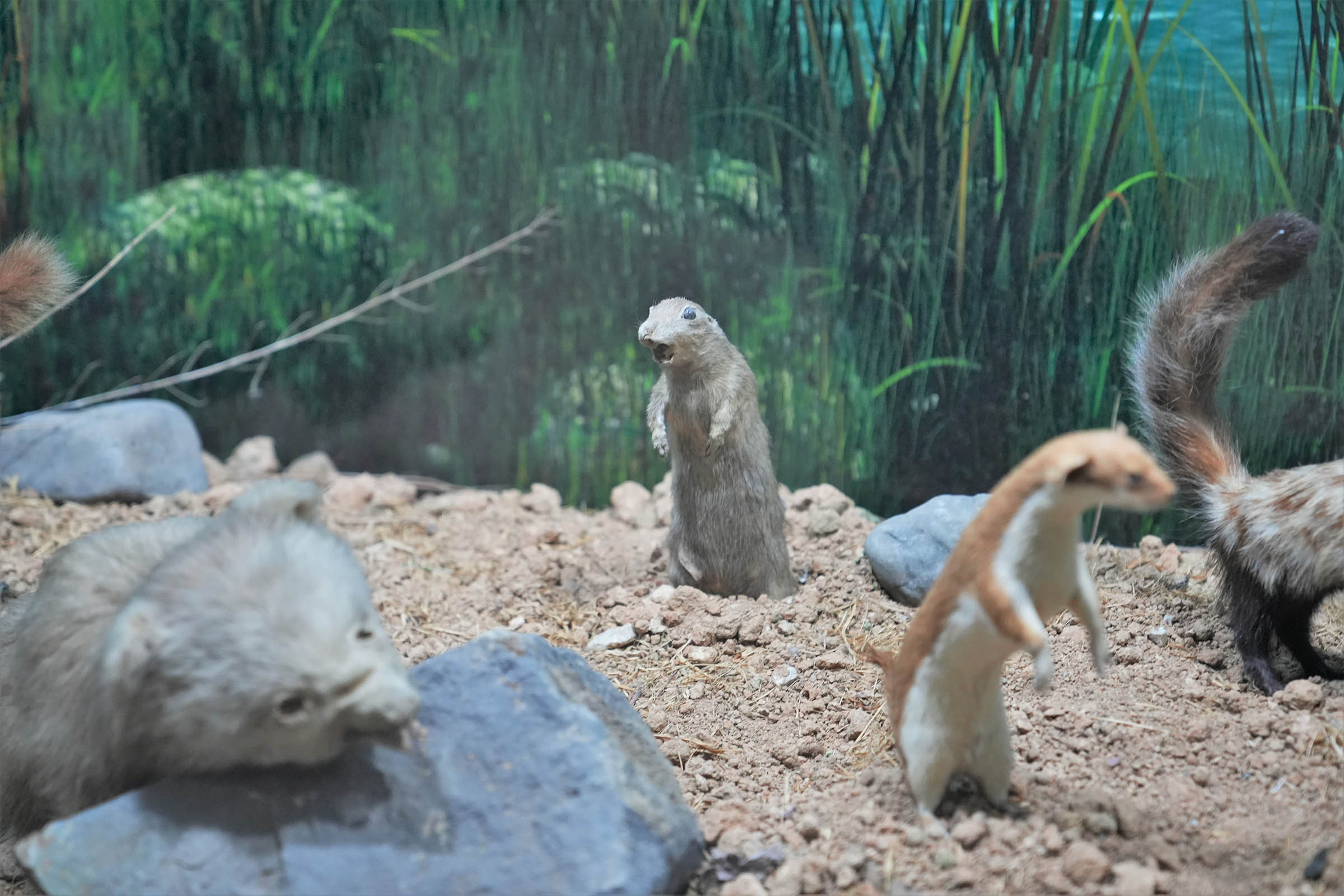 Keçiörenli Minikler Tabiat (4)