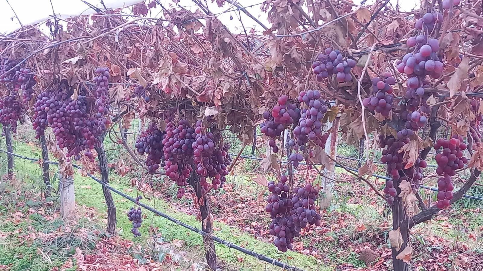 Sarıgöl’de Üzüm (2)