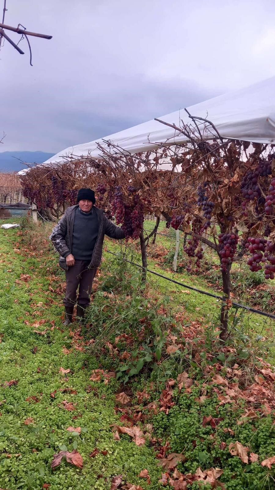 Sarıgöl’de Üzüm (3)