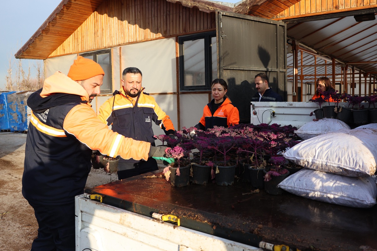 Çansera Üretimi Kışlık Çiçekler Kızılay’ı Renklendirdi (1)-1