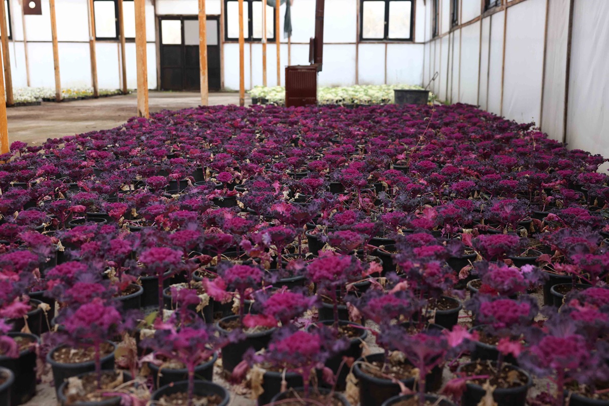 Çansera Üretimi Kışlık Çiçekler Kızılay’ı Renklendirdi (3)