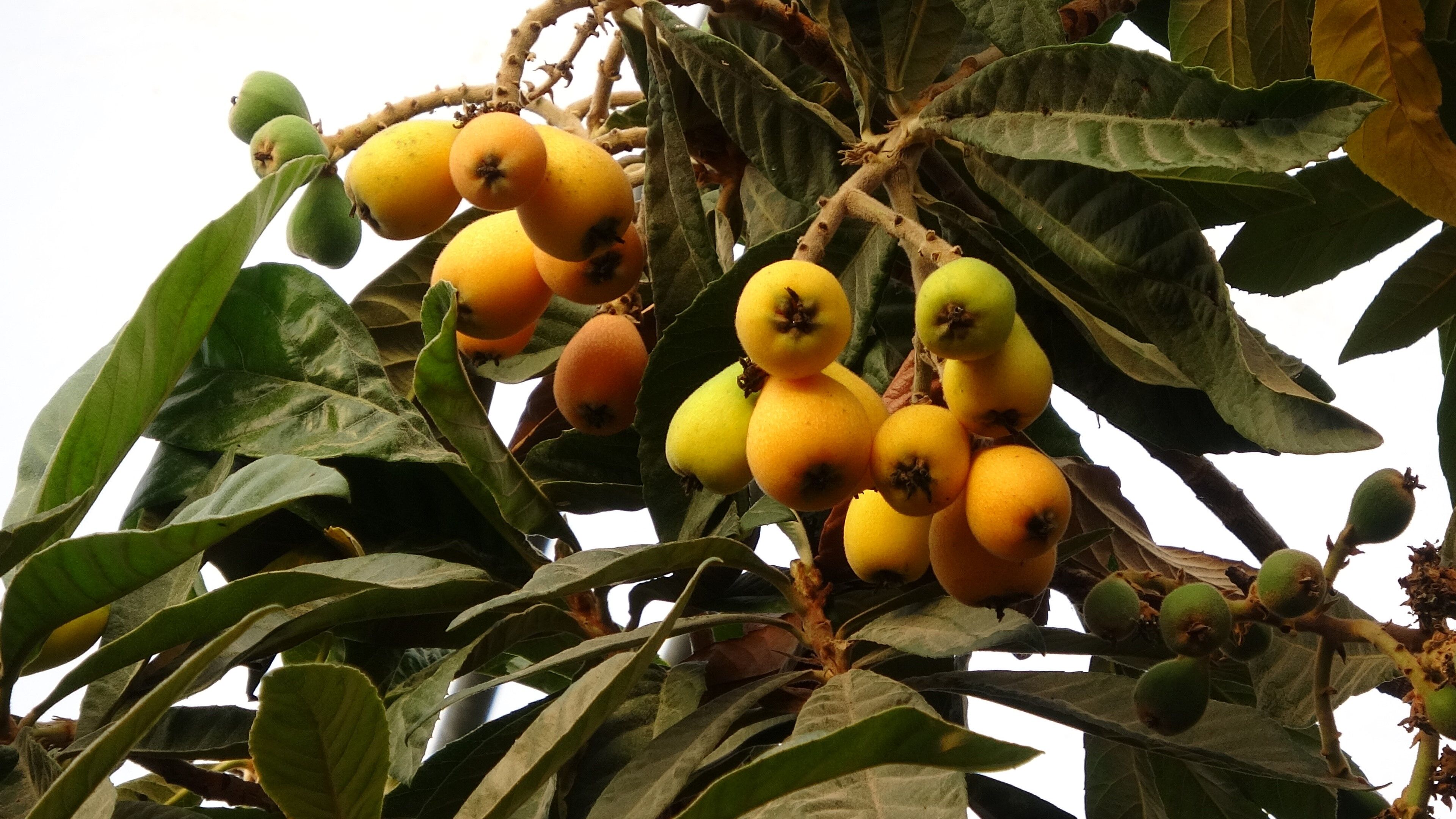 Mersin Yenidünya (1)