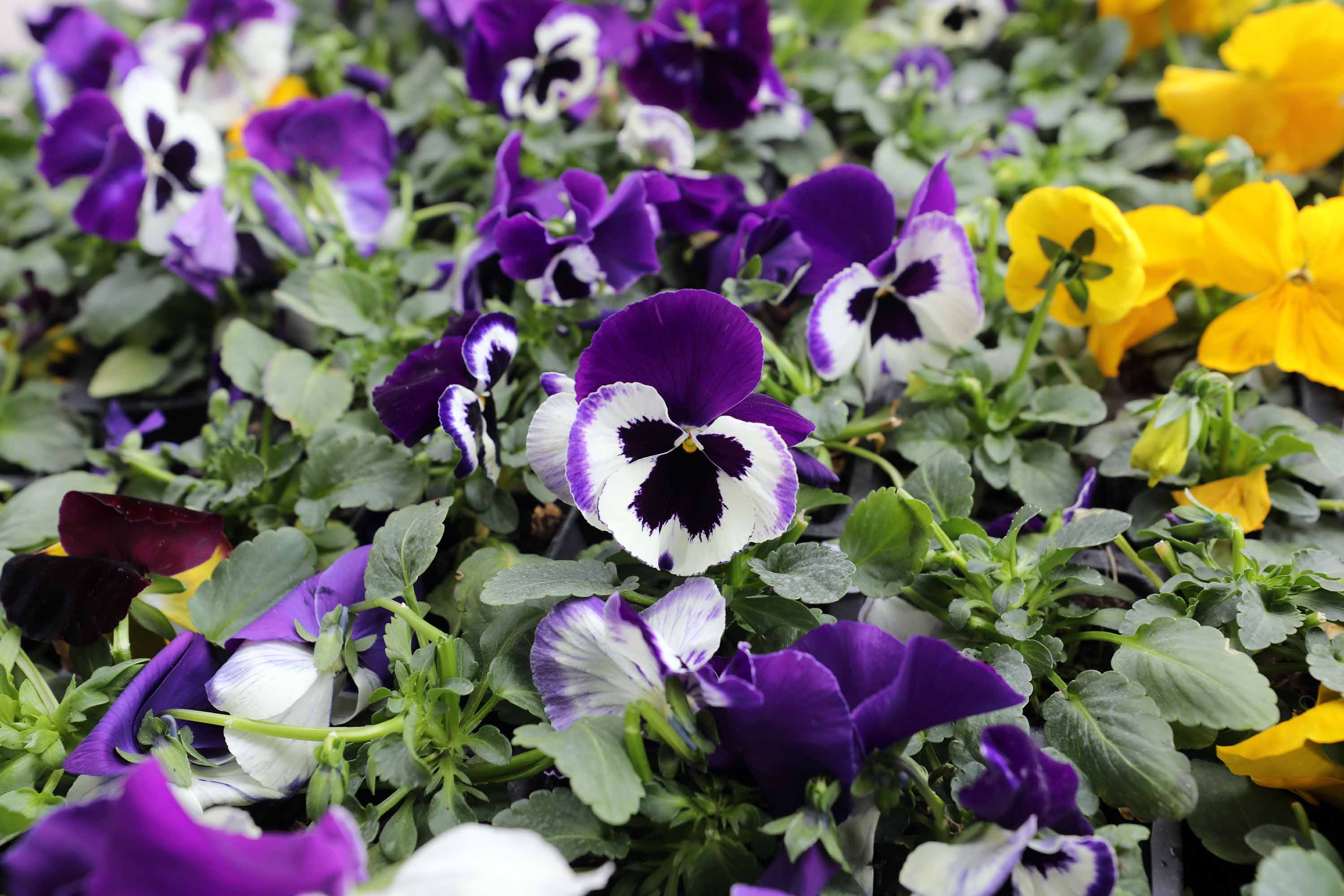 Yenimahalle’de Sevgililer Günü Renkli Etkinliklerle Kutlandı (2)