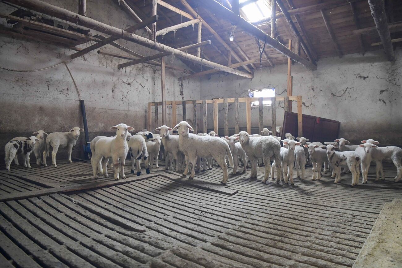 Abb’den Kırsalda Üreticiye Veteriner Desteği (3)