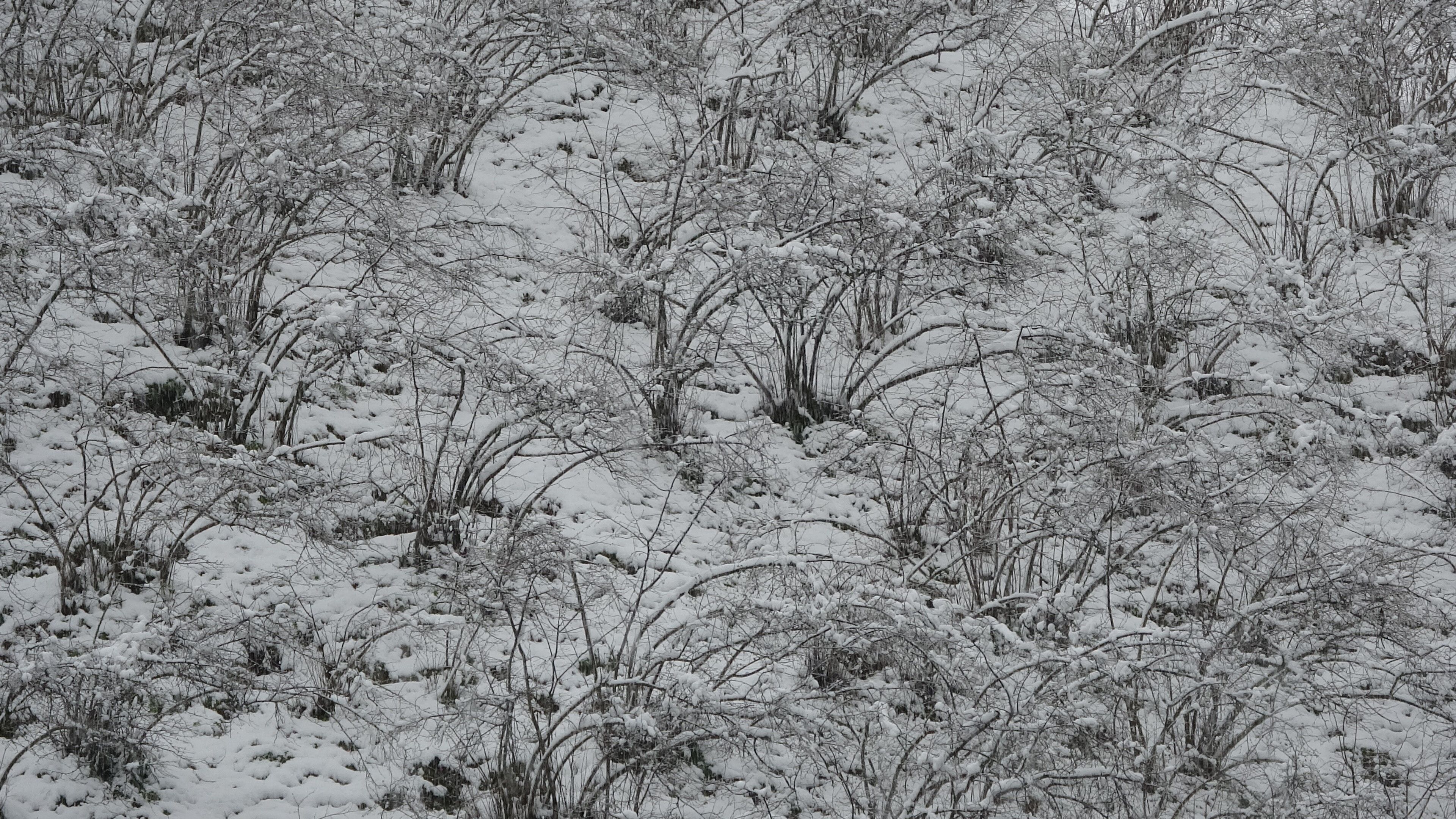 Fındık Zirai Don (1)