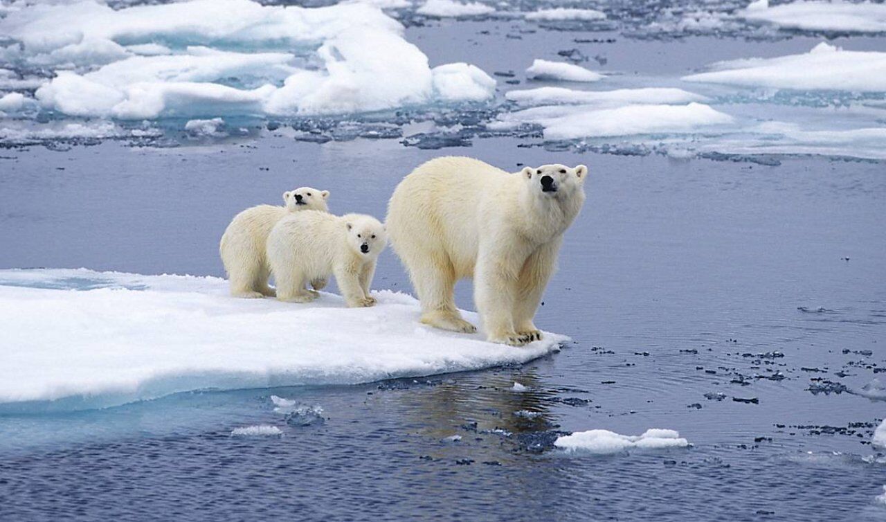 Hangisi Kutup Ayılarının Doğal Yaşam Alanlarından Biri Değildir