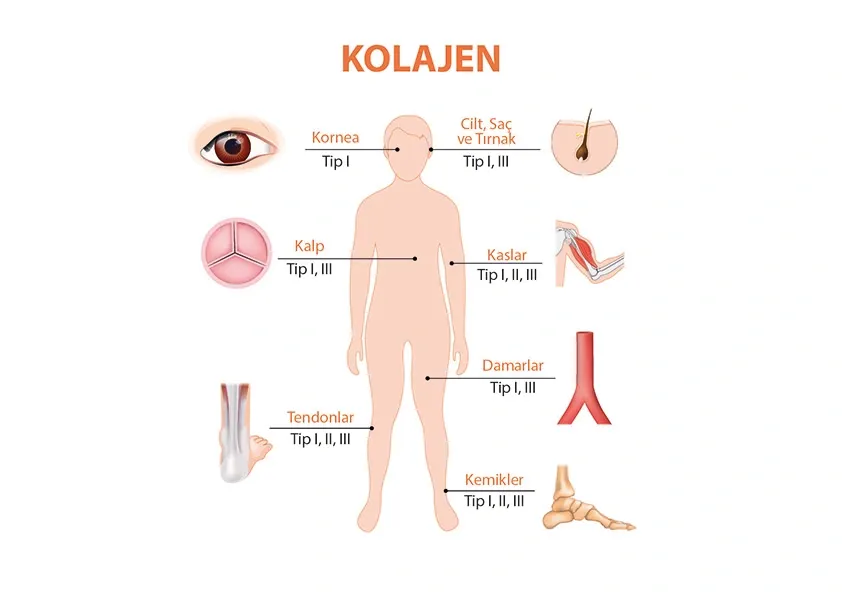 Kolajen2