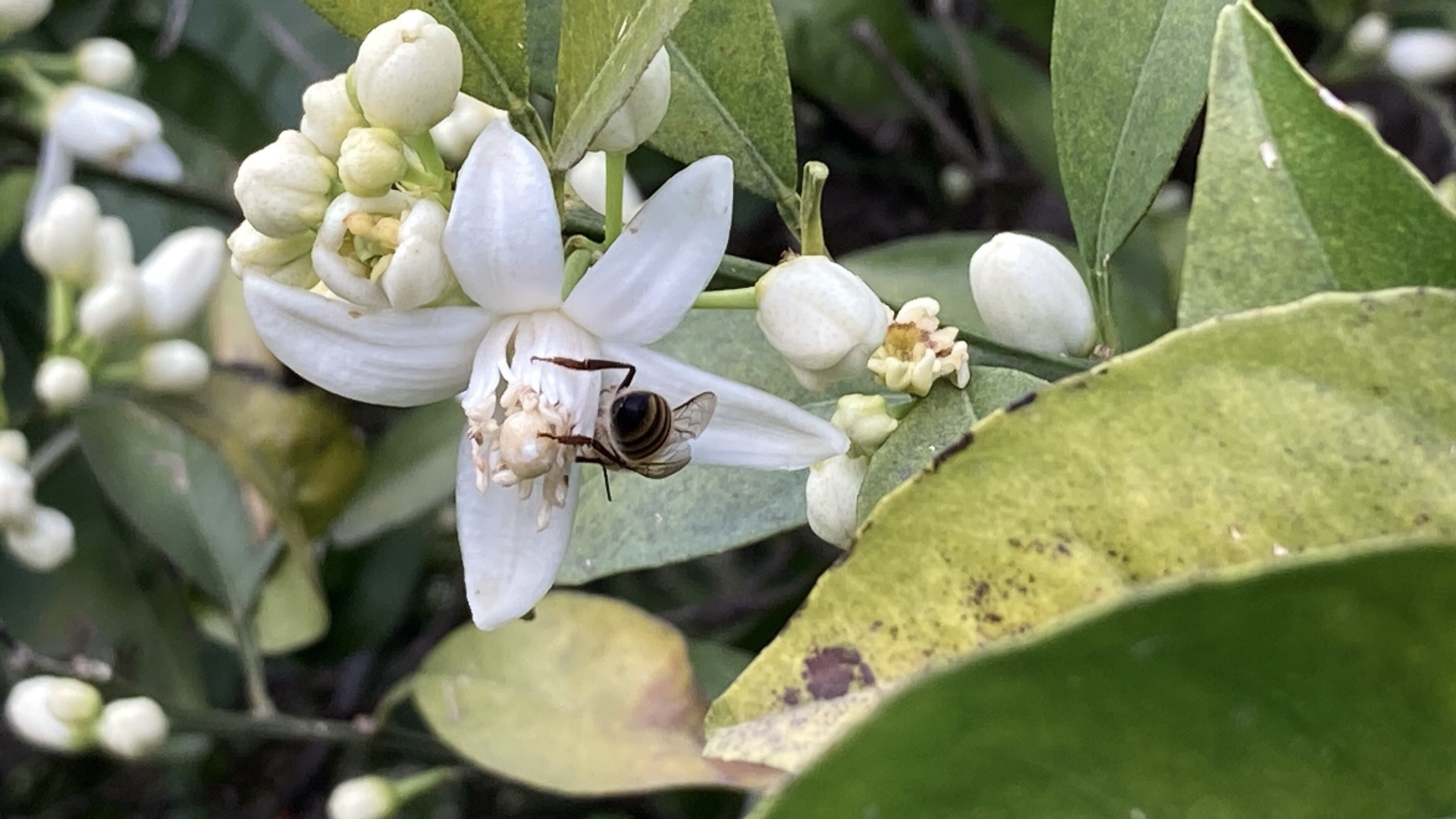 Portakal Çiçeği (2)
