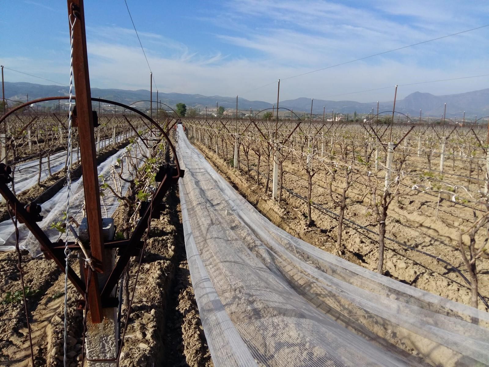 Sarıgöl’de Sultaniye Üzüm Bağları Dolu Filesiyle Korunuyor (1)