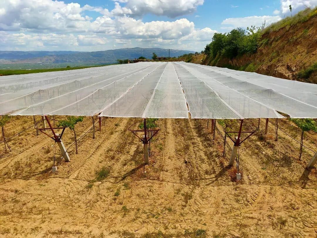 Sarıgöl’de Sultaniye Üzüm Bağları Dolu Filesiyle Korunuyor (2)