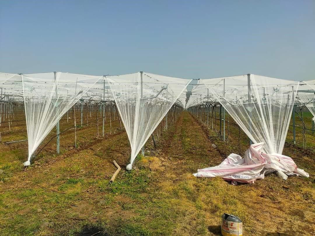 Sarıgöl’de Sultaniye Üzüm Bağları Dolu Filesiyle Korunuyor (4)