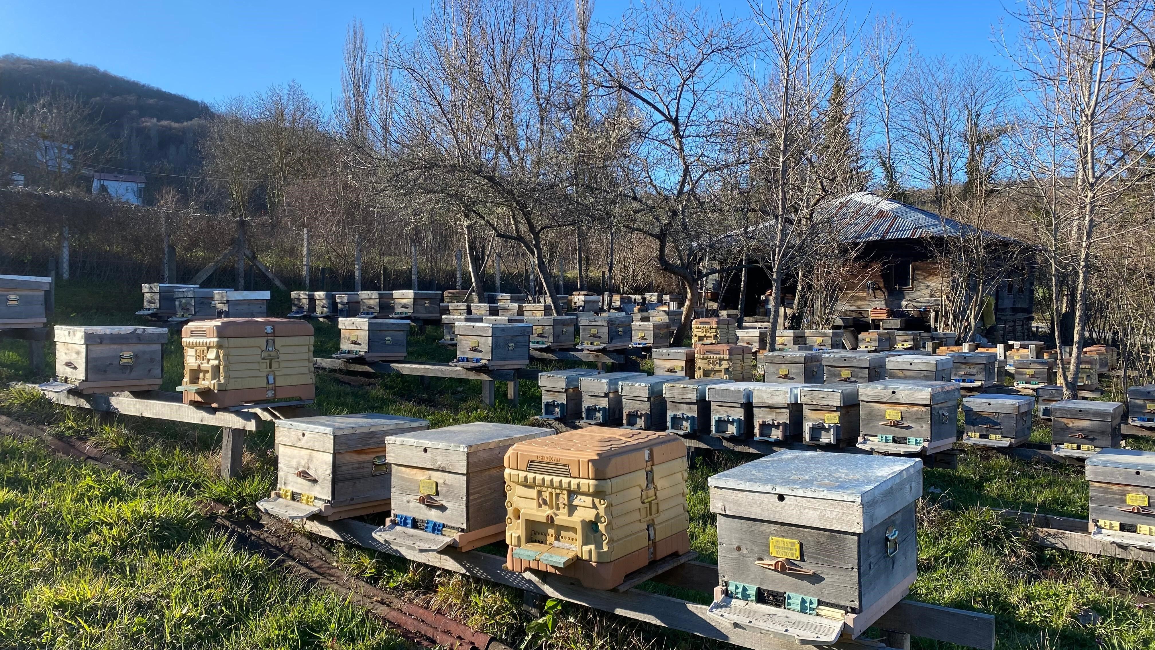 Sinop Arıcılık (2)