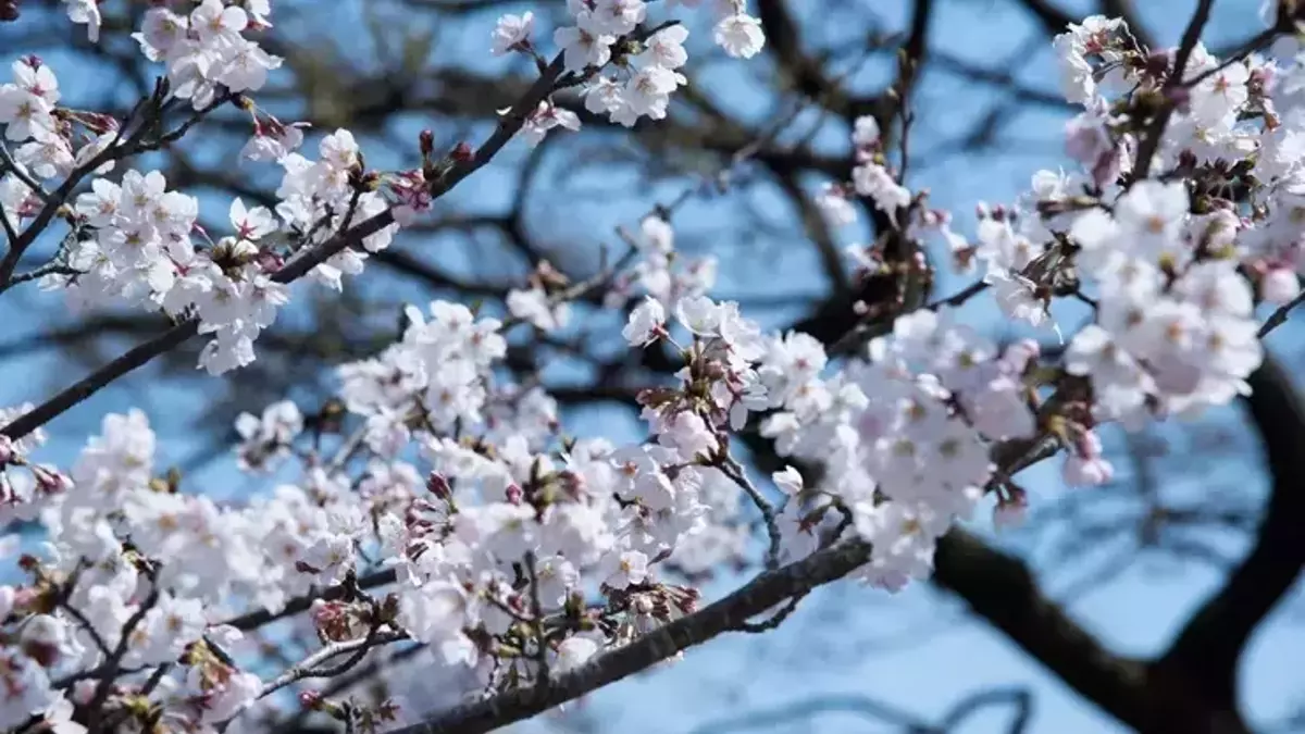 Üçüncü Cemre Toprağa Ne Zaman Düşecek (1)