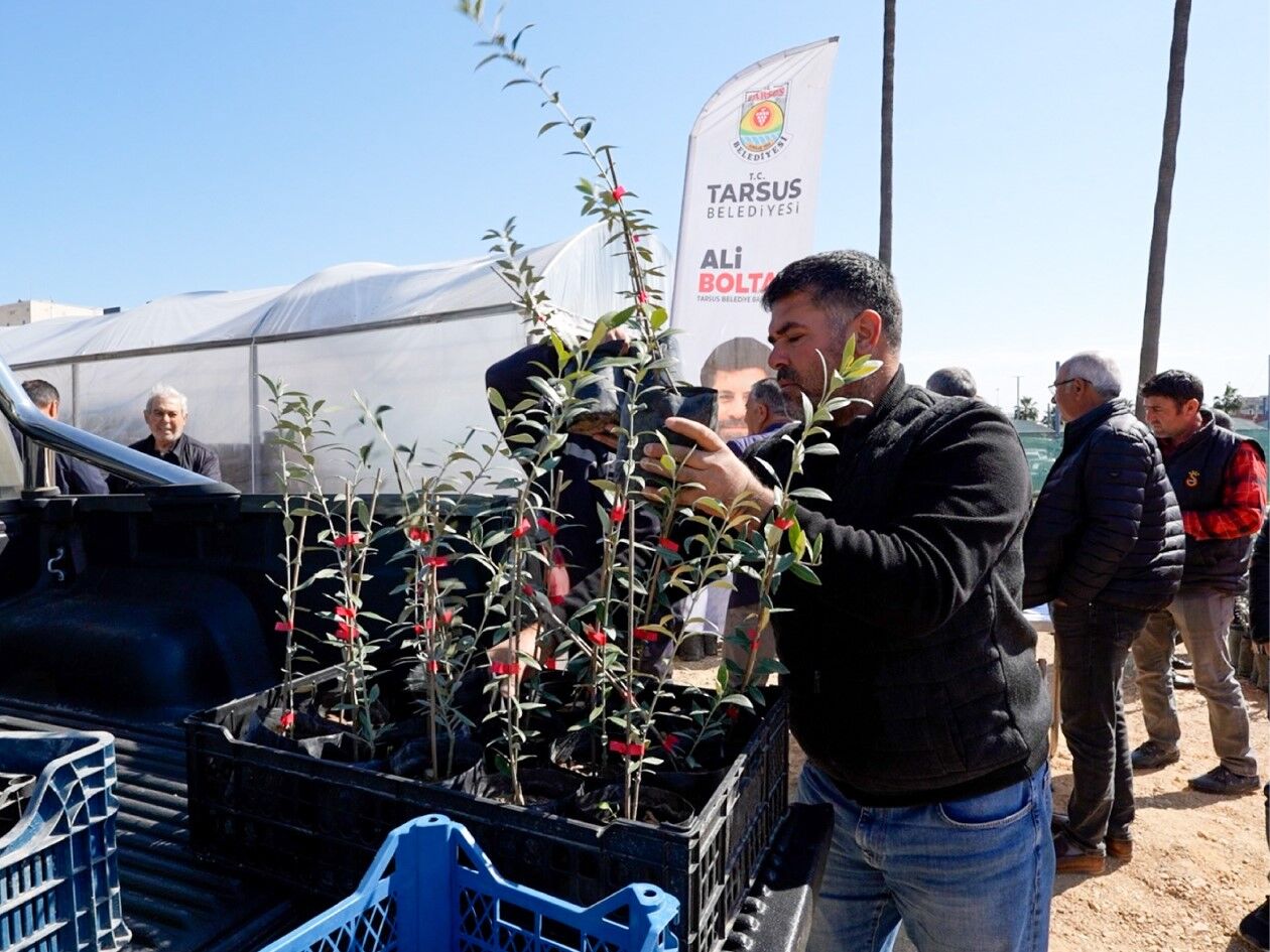 Zeytin Yarışması (2)