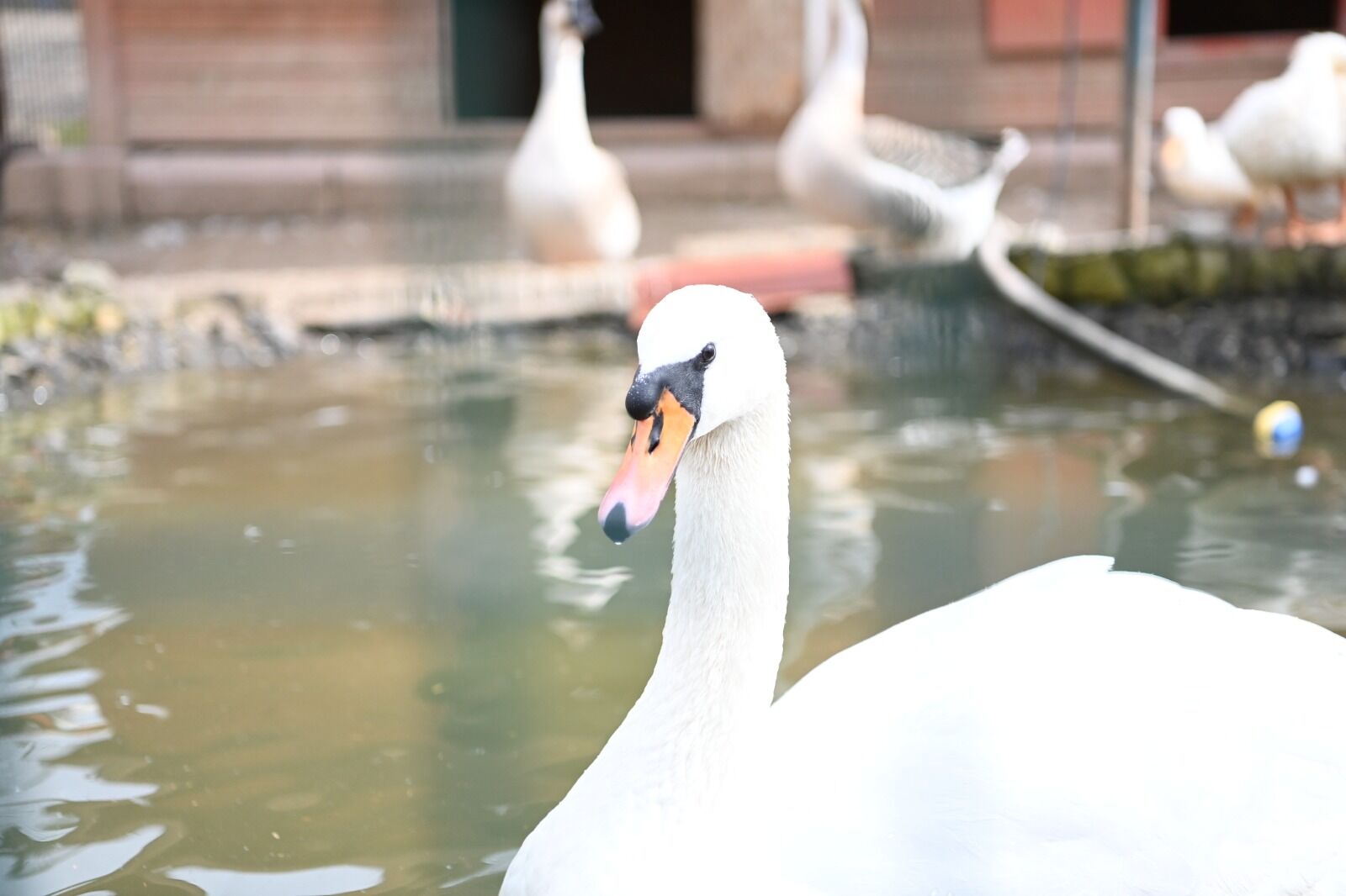 13.04.2026 Üreğil’de Köklü Dönüşüm (1)