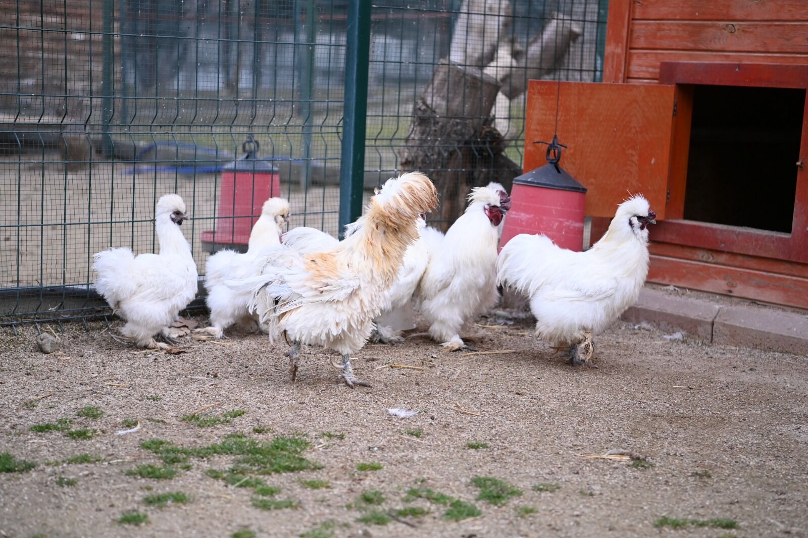 13.04.2026 Üreğil’de Köklü Dönüşüm (3)