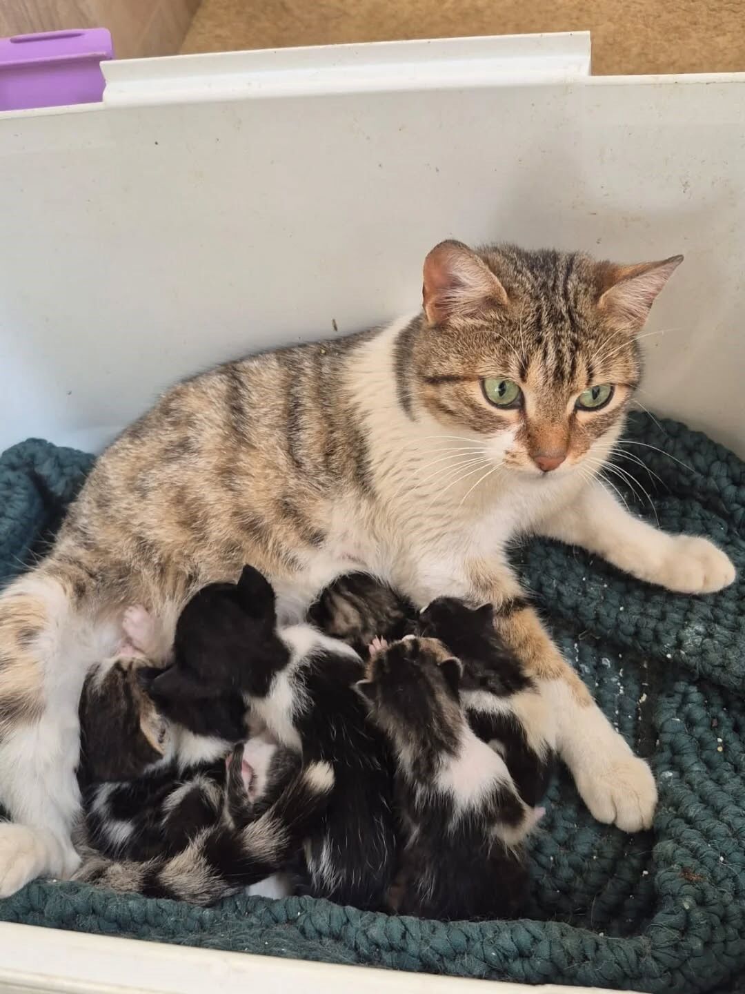 sahiplendirilecek kediler