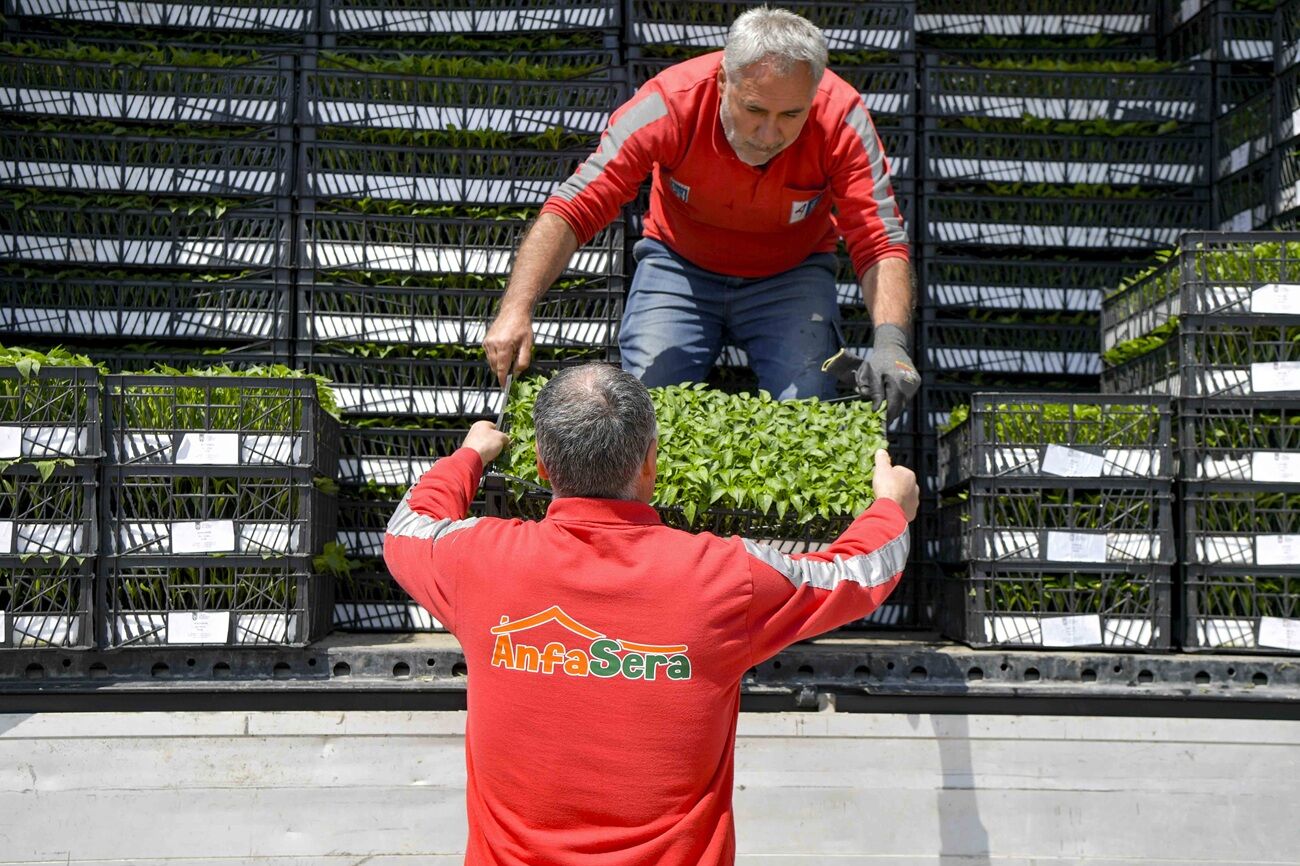 Ankara’da 8 Ilçede Çiftçilere Fide Desteği (3)