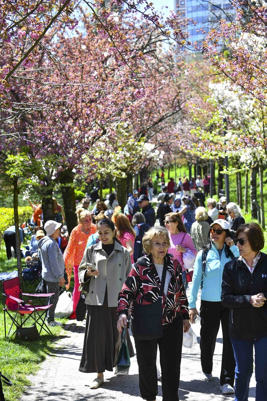 Ankara’da Sakura Şenliği Ile Bahar Karşılandı (4)