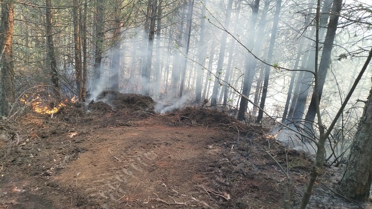 Aydın Orman Yangını (2)