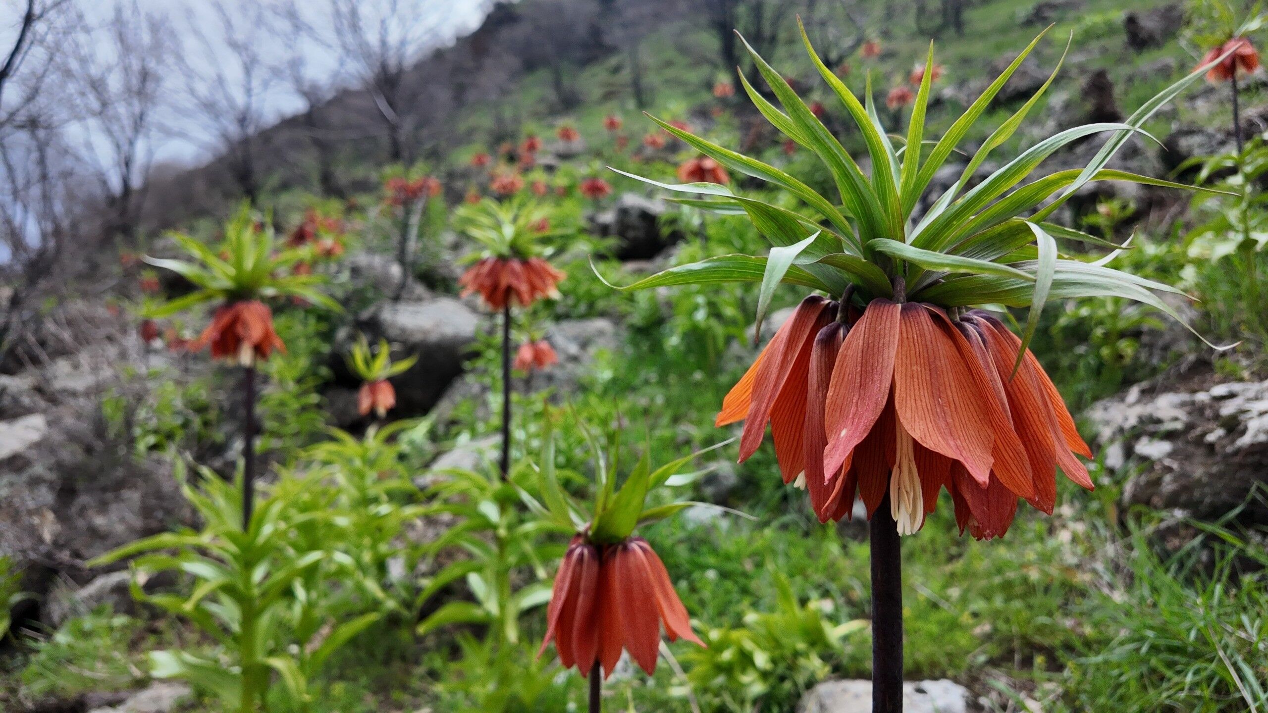 Bi̇ngöl Ters Lale (1)