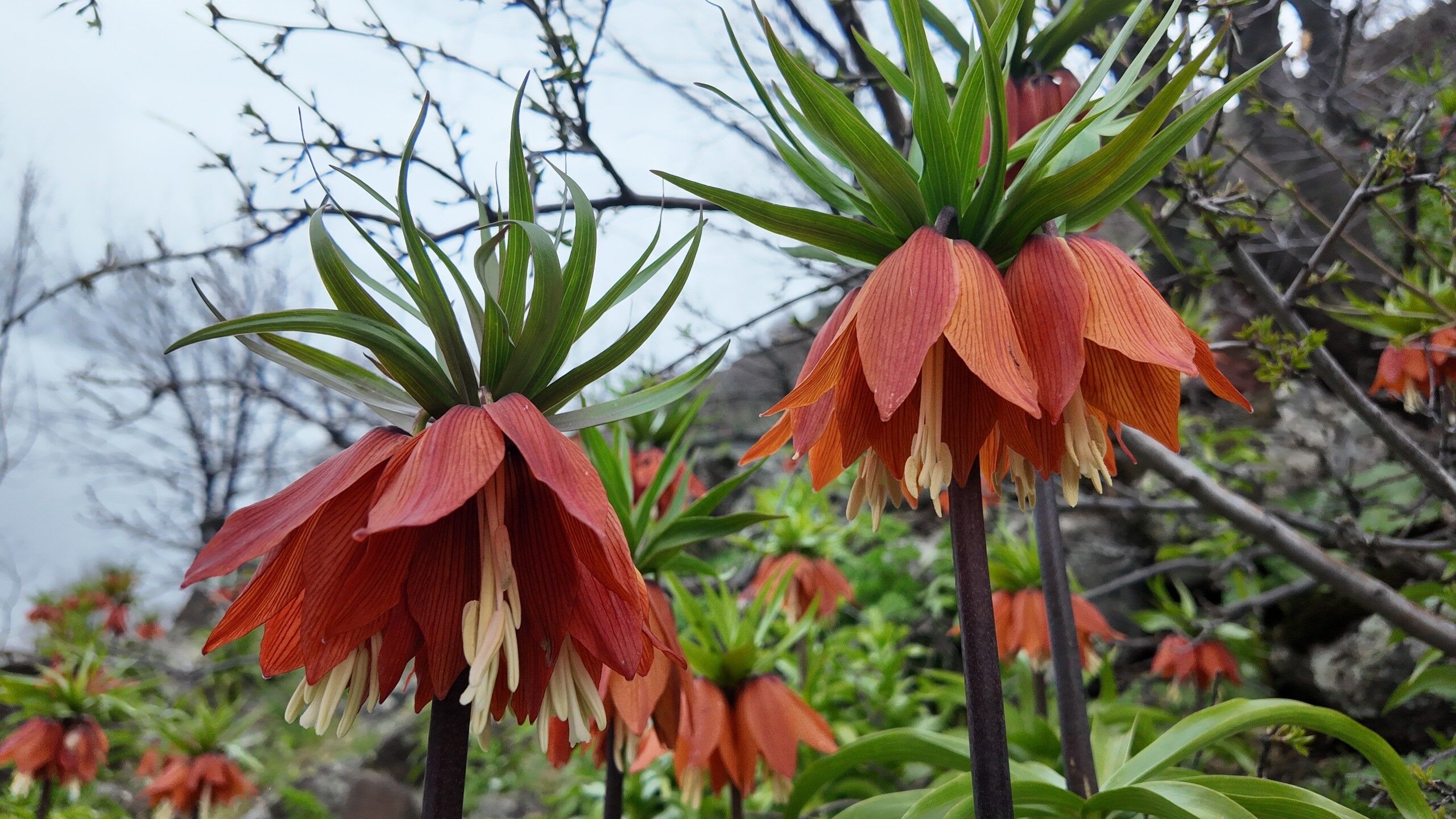 Bi̇ngöl Ters Lale (3)