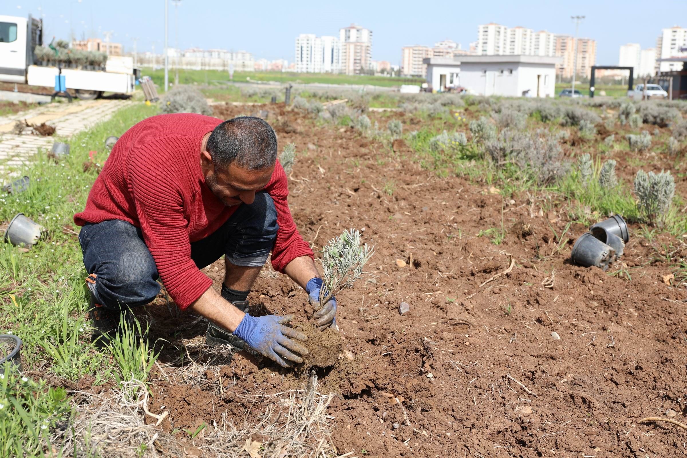 Diyarbakır Lavanta (2)