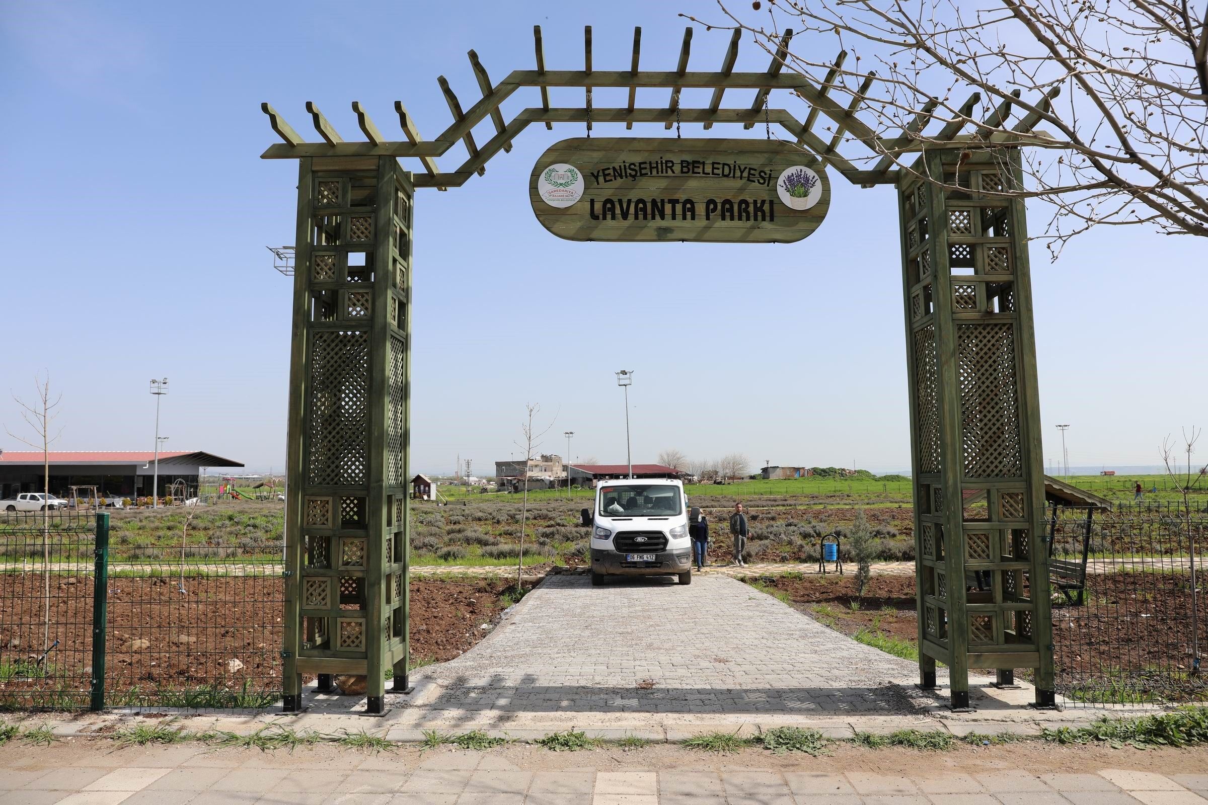 Diyarbakır Lavanta (3)