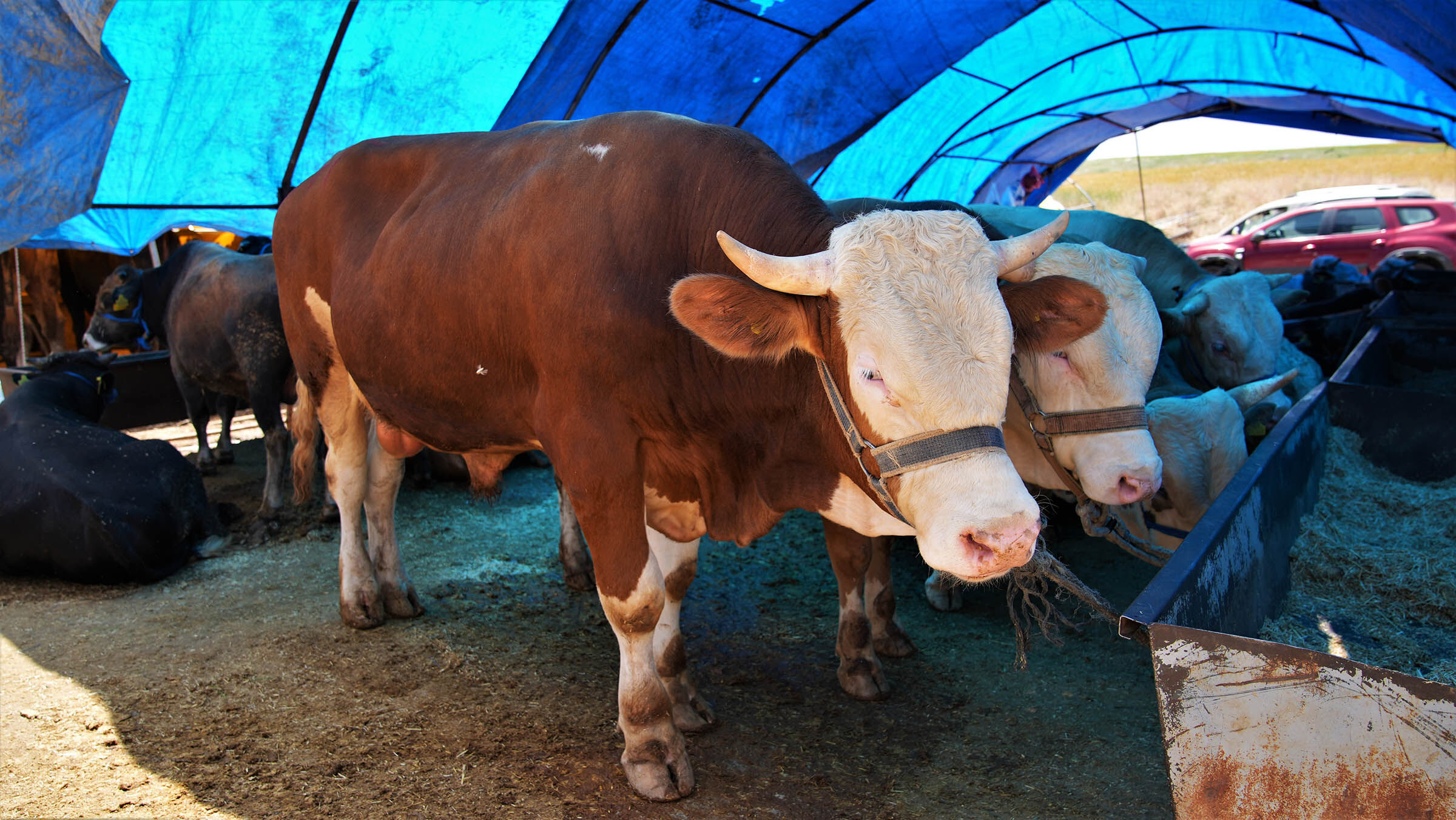 Keçiören’de Kurban Satış (4)