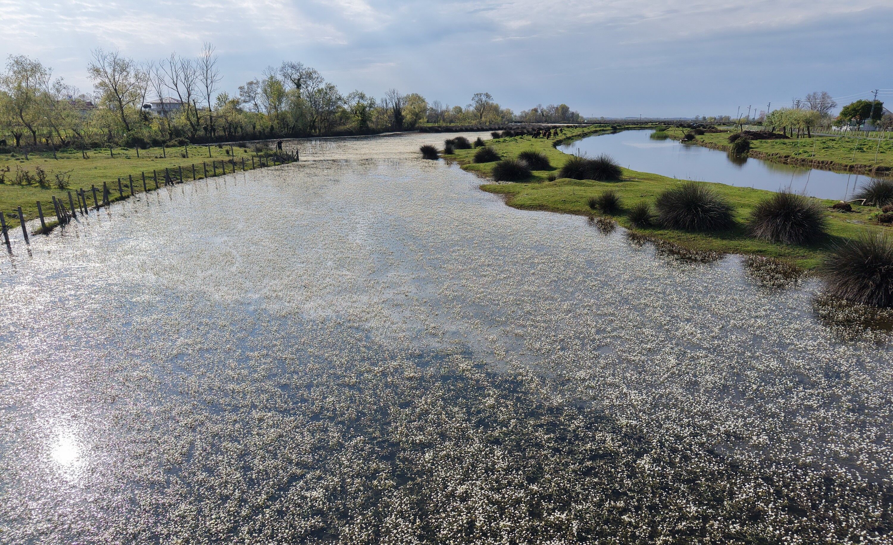 Kızılırmak Deltası (1)-1
