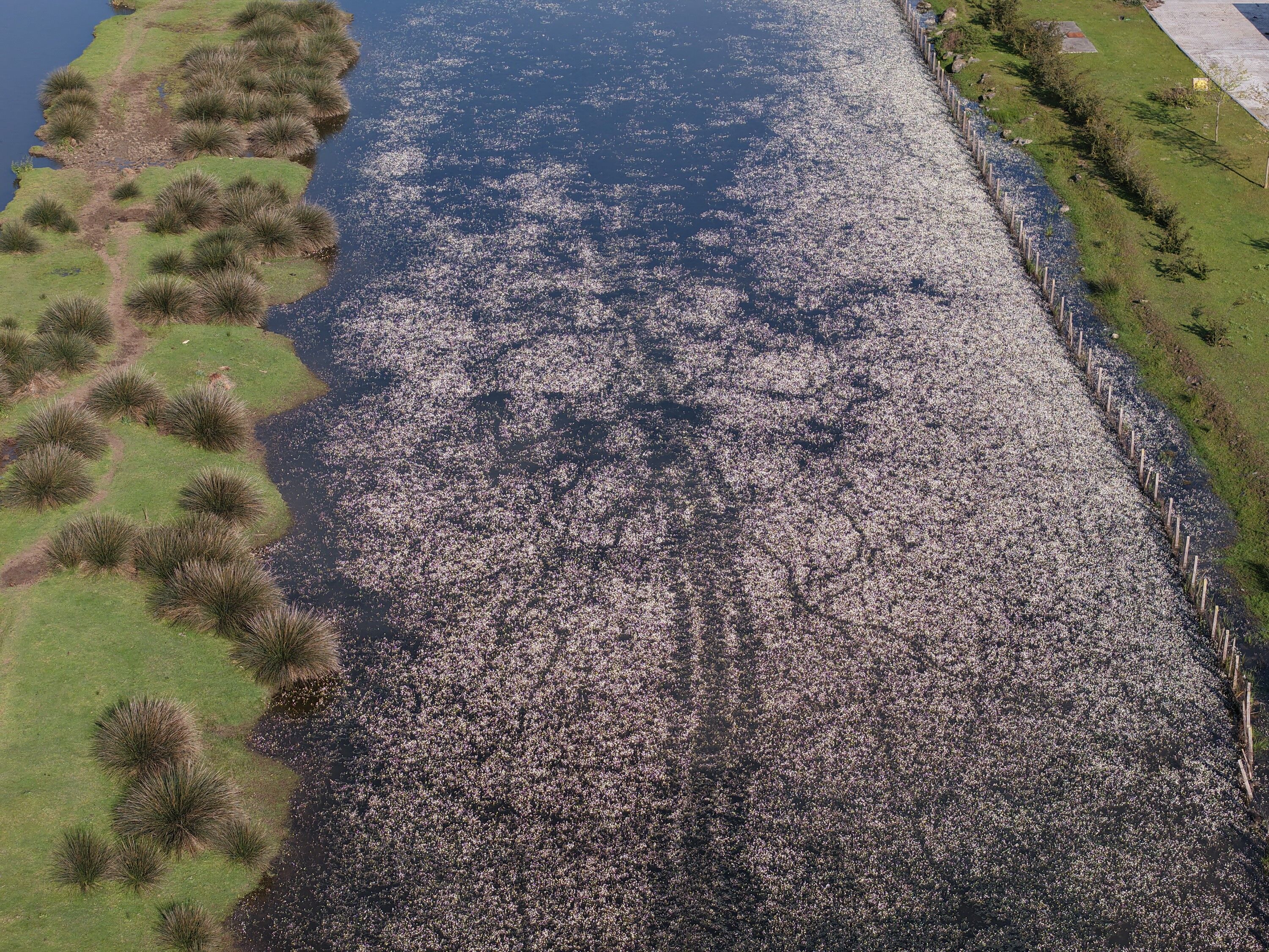 Kızılırmak Deltası (2)-1