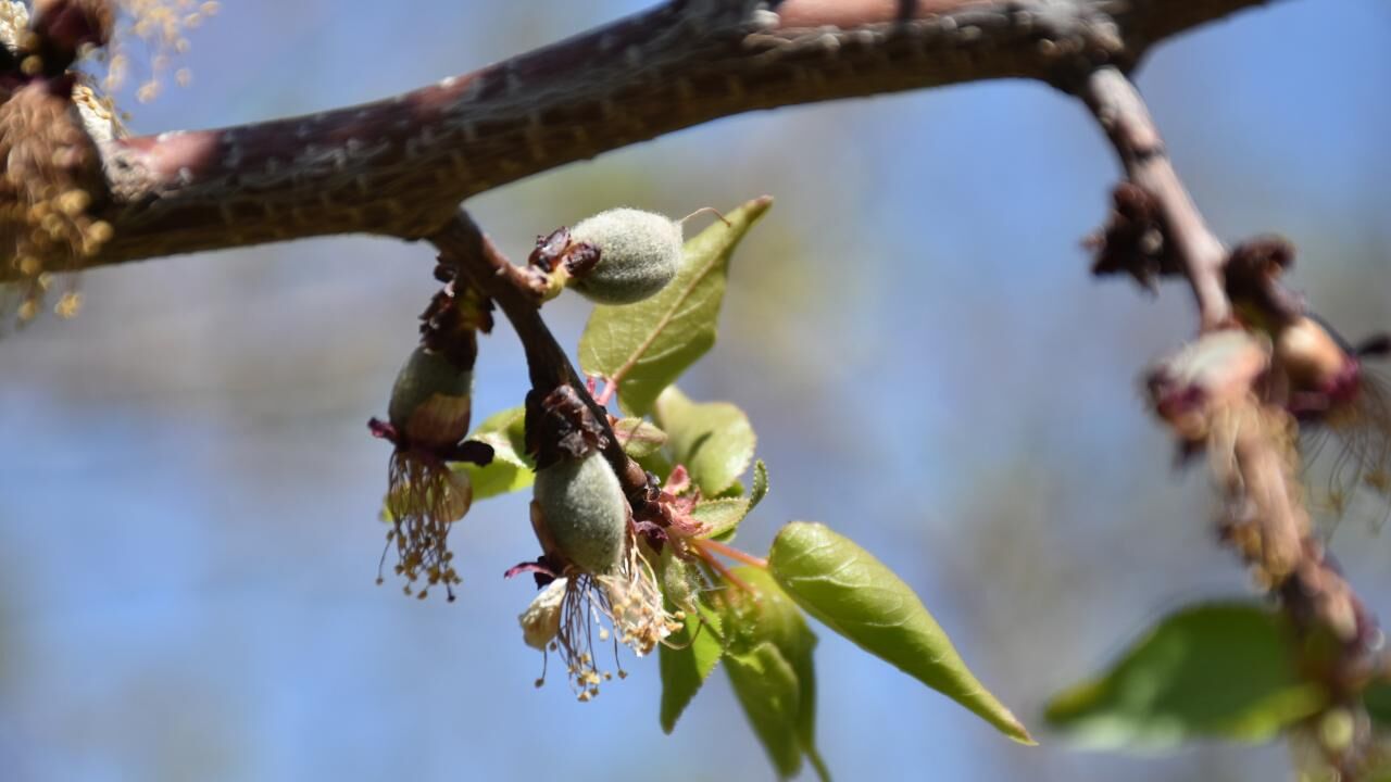 Malatya Kayısıya Don-1