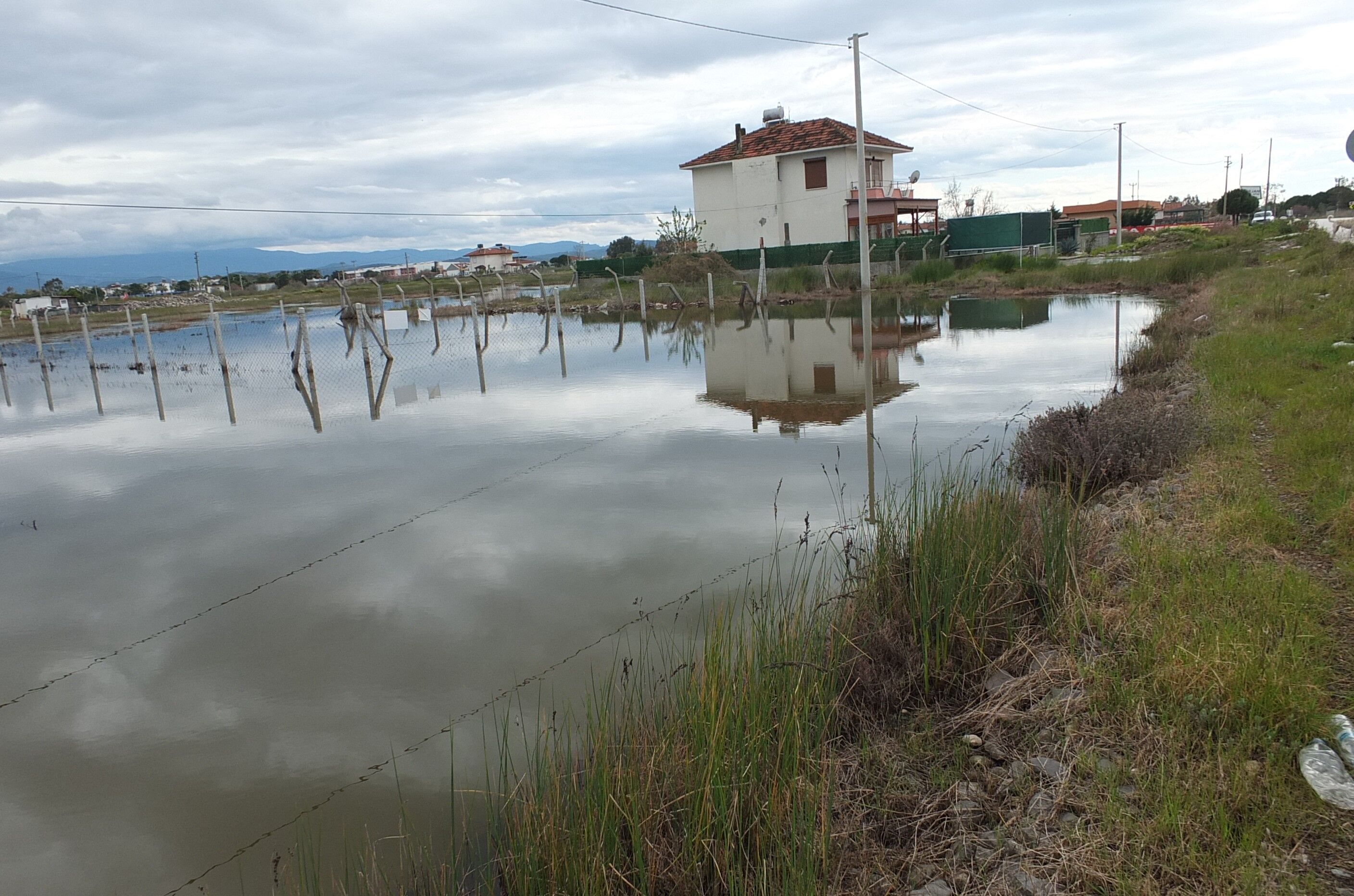 Zeytin Nisan Yağmuru (1)