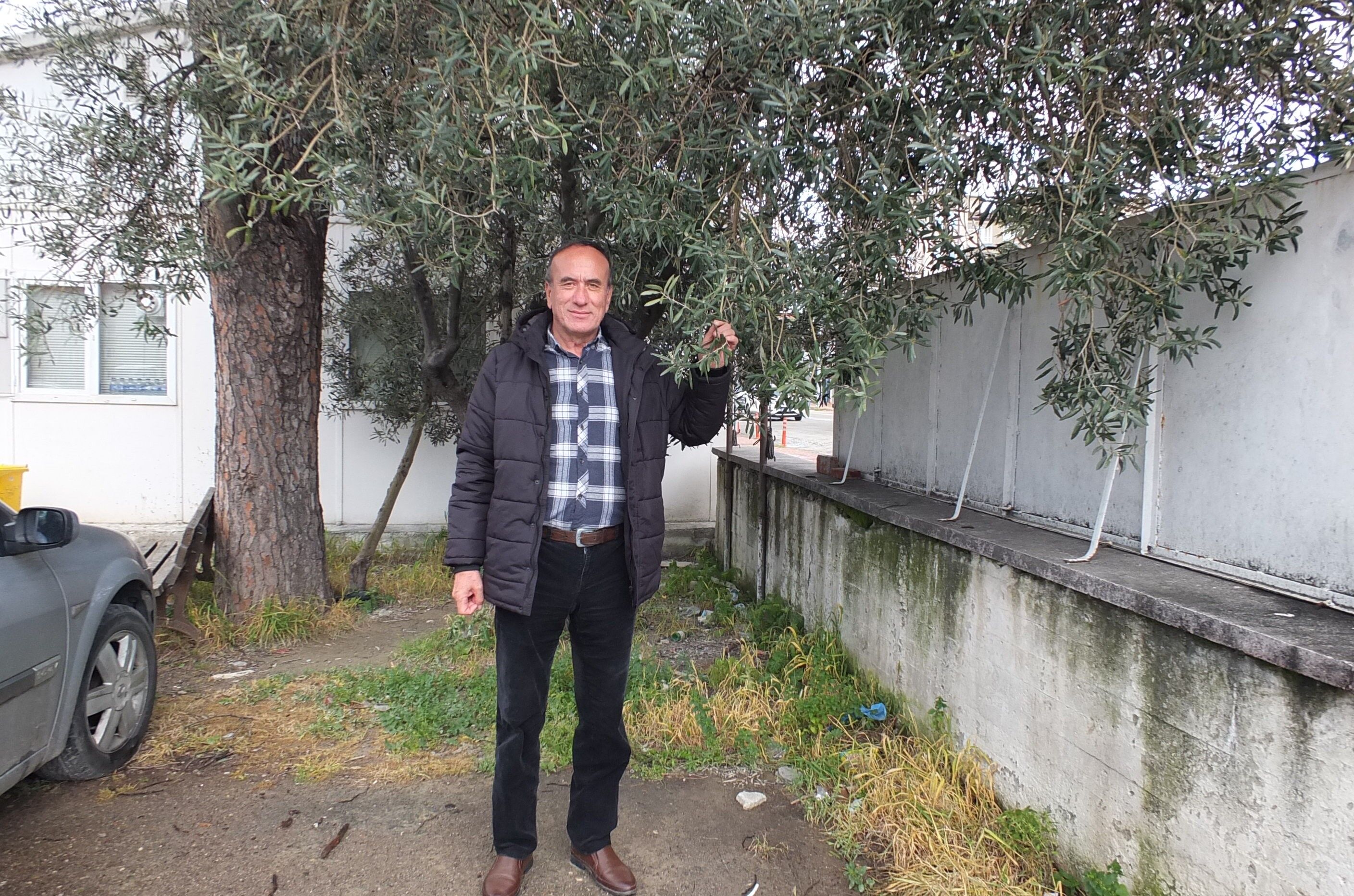 Zeytin Nisan Yağmuru (2)