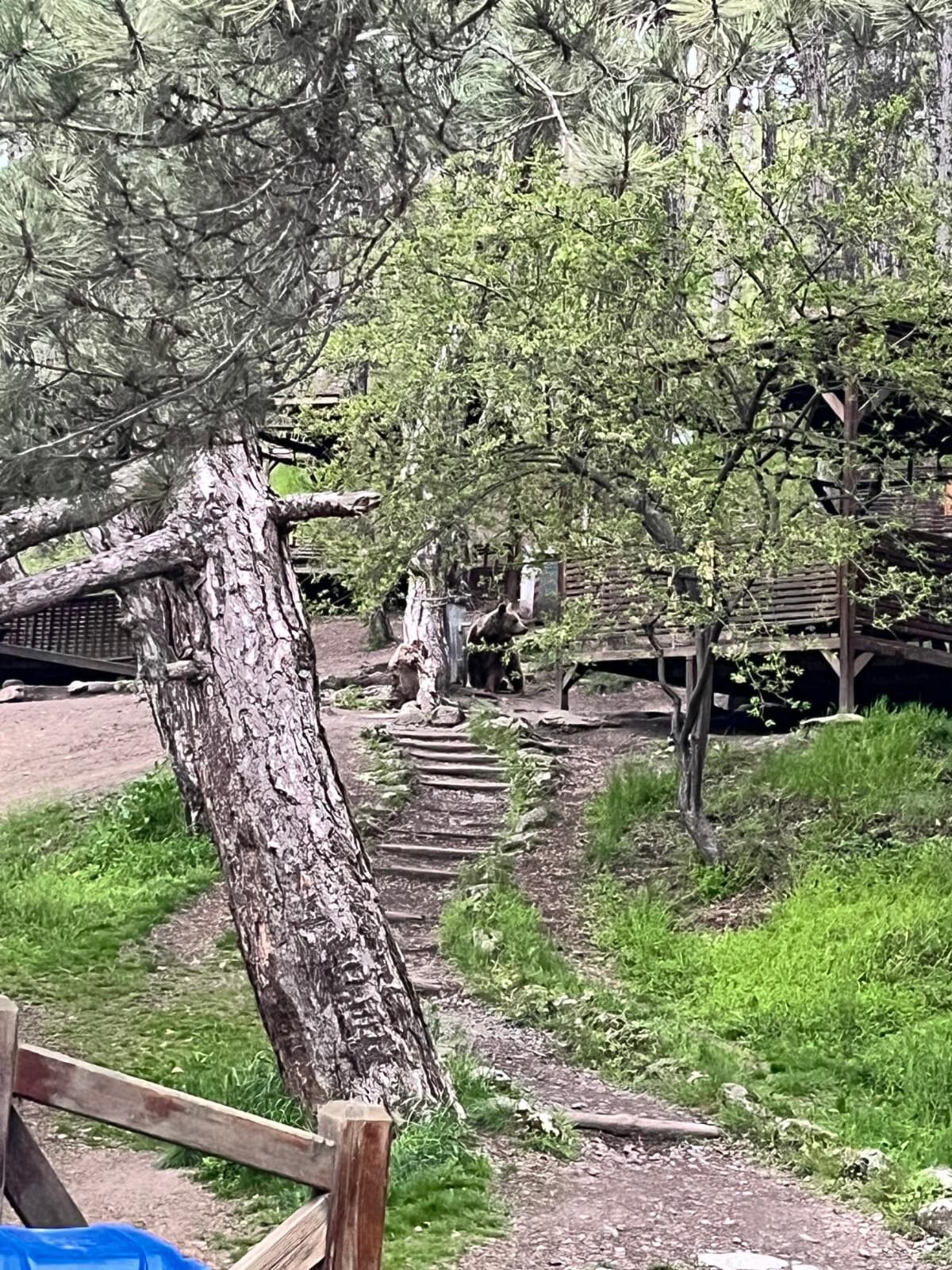 Soğuksu Milli Parkı’nda ayı ailesi görüntülendi - 3