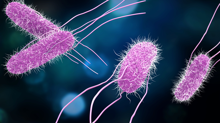 Salmonella