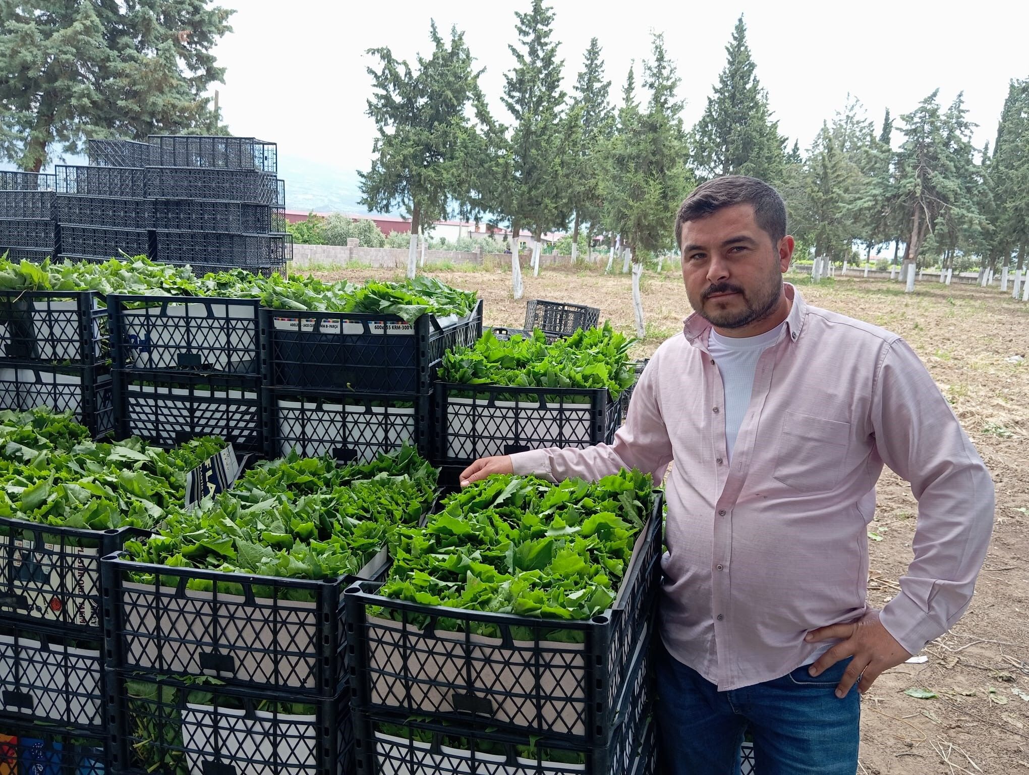 Sarıgöl’de Bağ Yaprağı (2)