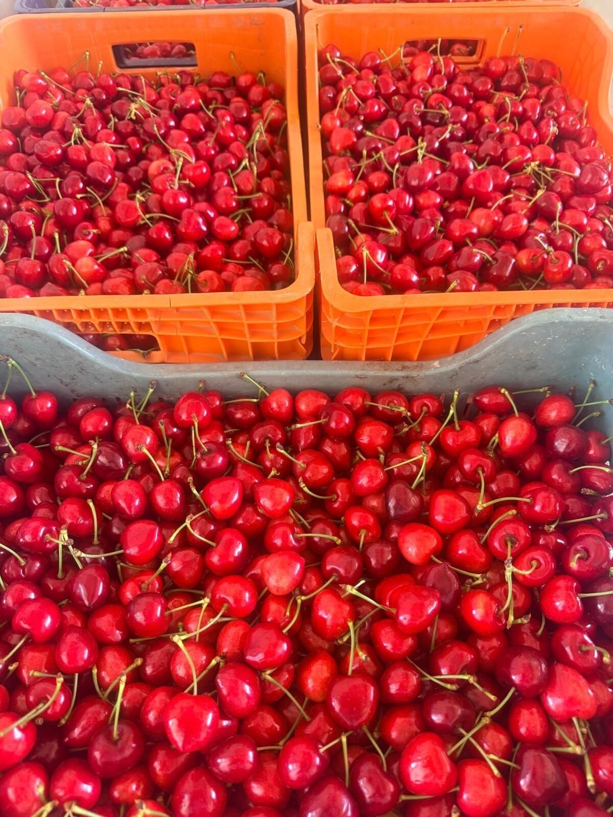 Honaz Kirazı (3)