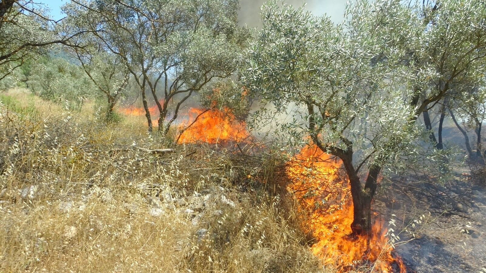 Menteşe (3)-1